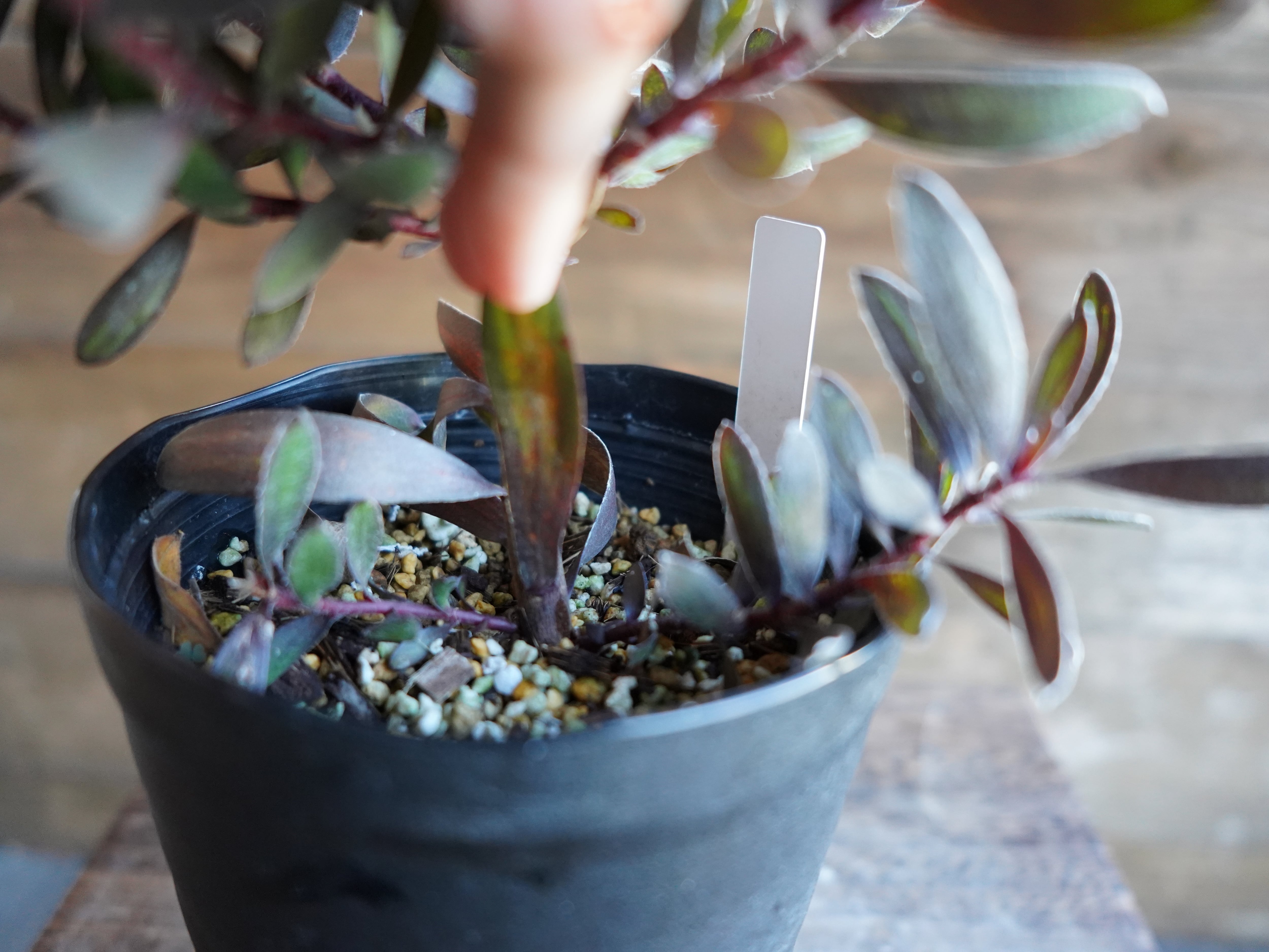 【現物】リューカデンドロン　”エボニー”　A