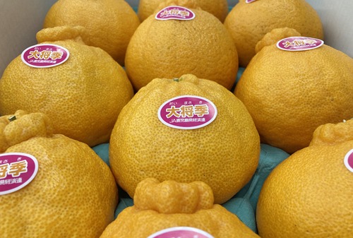 大将季　10個箱