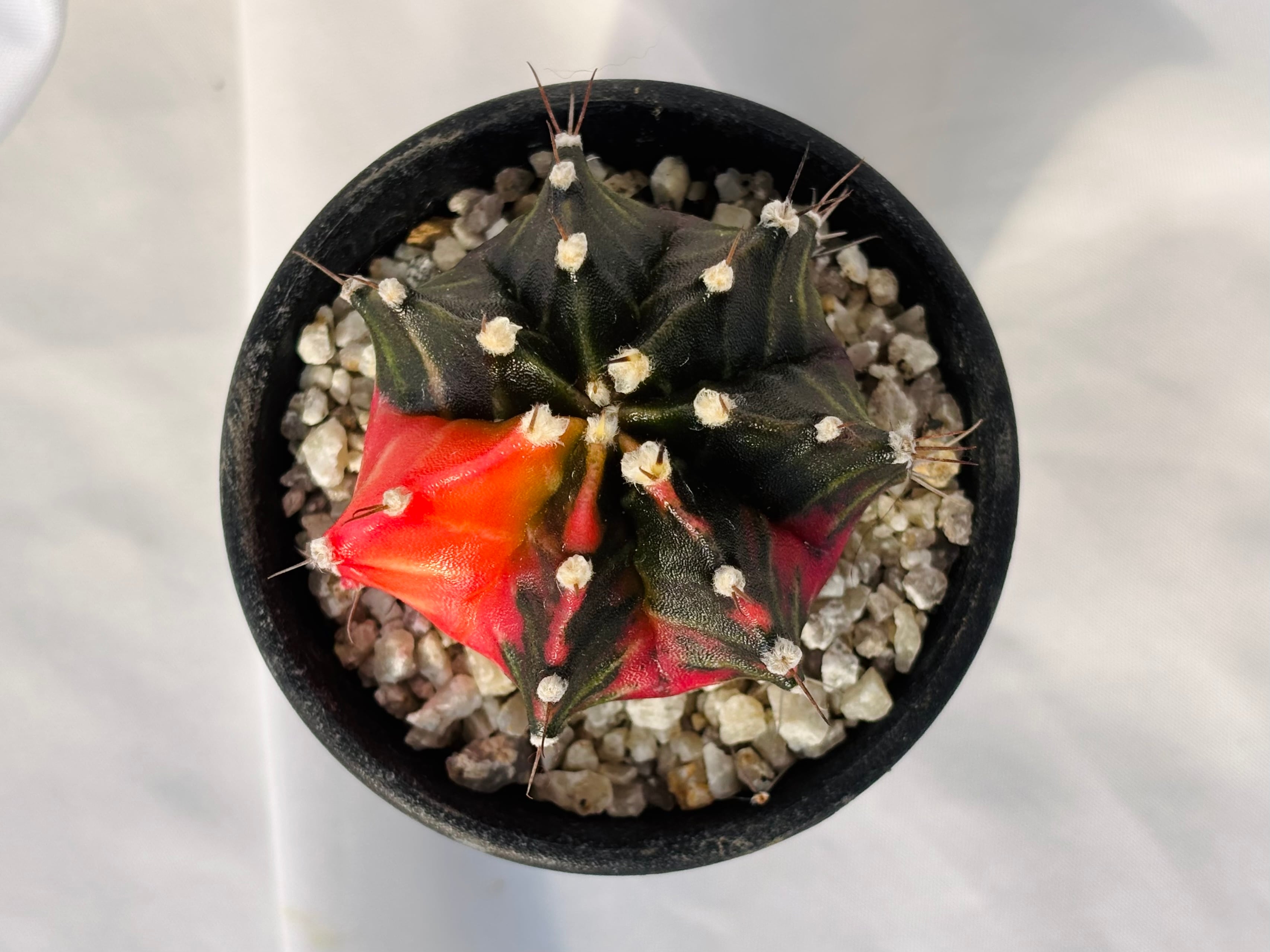 Gymnocalycium mihanovichii 緋牡丹錦 サボテン | plants MARU