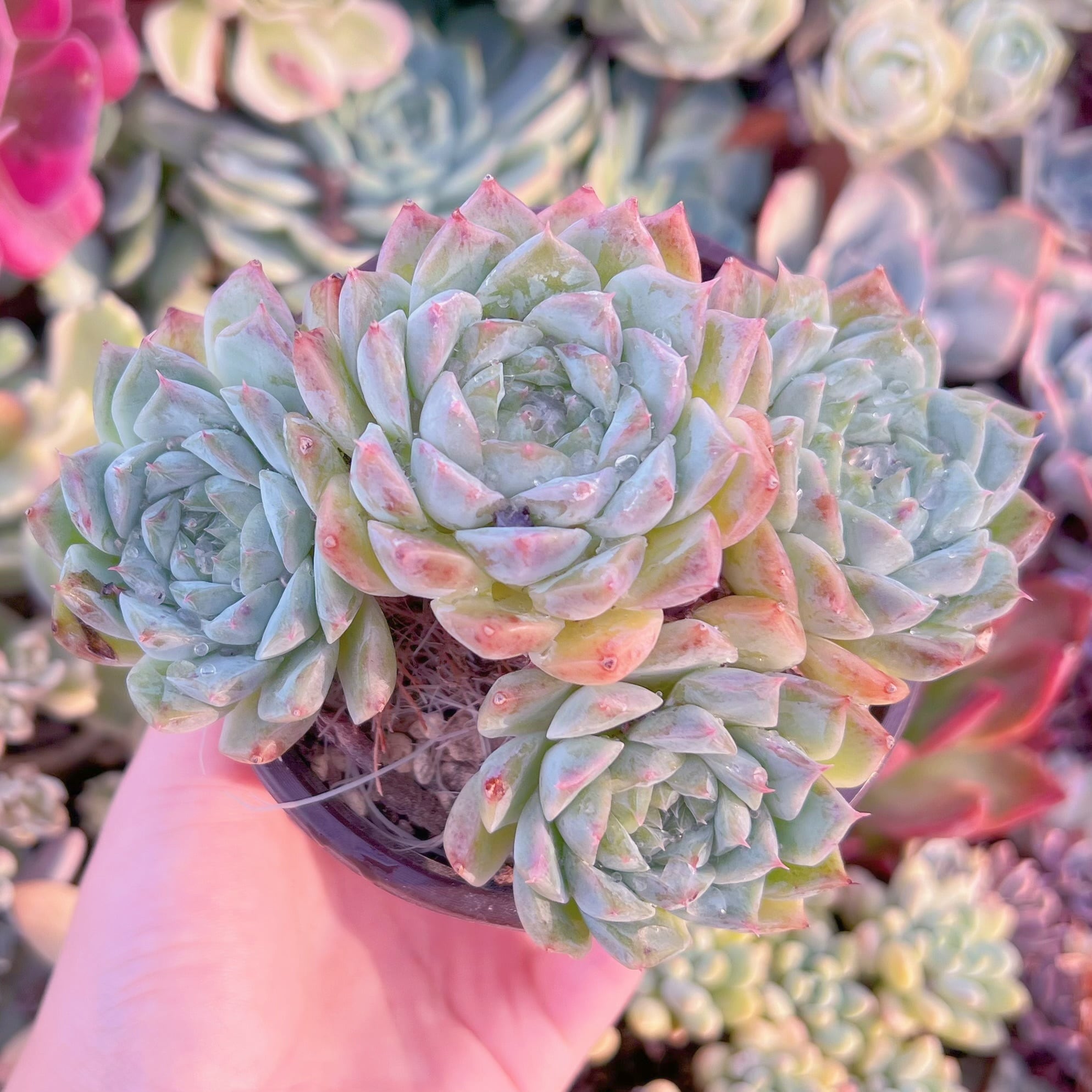 現品　ヘレナ#289　群生　るる農園