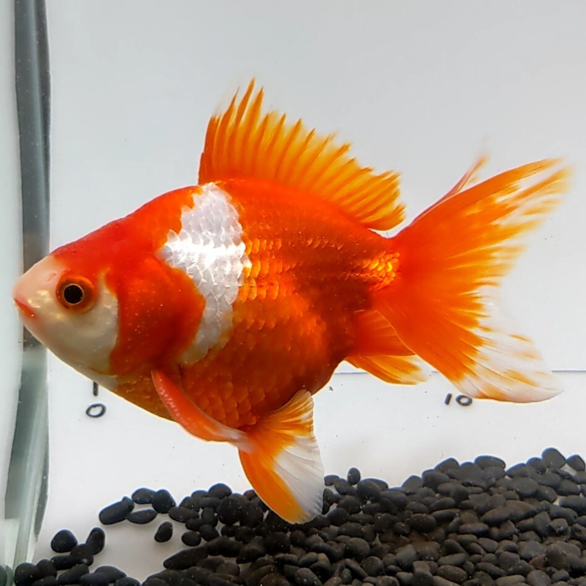 弥富産 琉金 約17cm | 極楽金魚 - 美しい金魚のオンラインショップ
