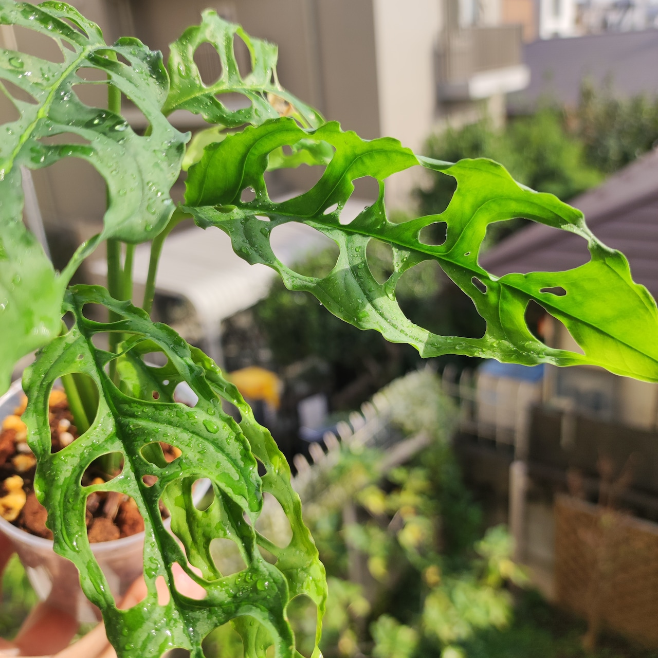 【実生】モンステラ オブリクア ペルー/MonsteraObliquaPeru⑫ / 観葉植物<育て方・花言葉>