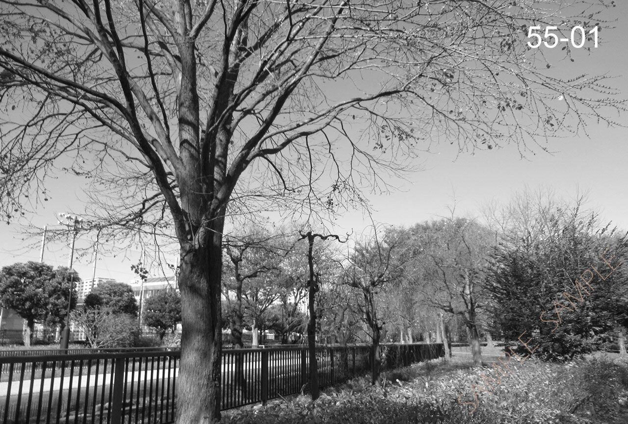 シリーズ 墨東歳時記55 〜東白髭公園〜 <フォトカード・バラ売り>