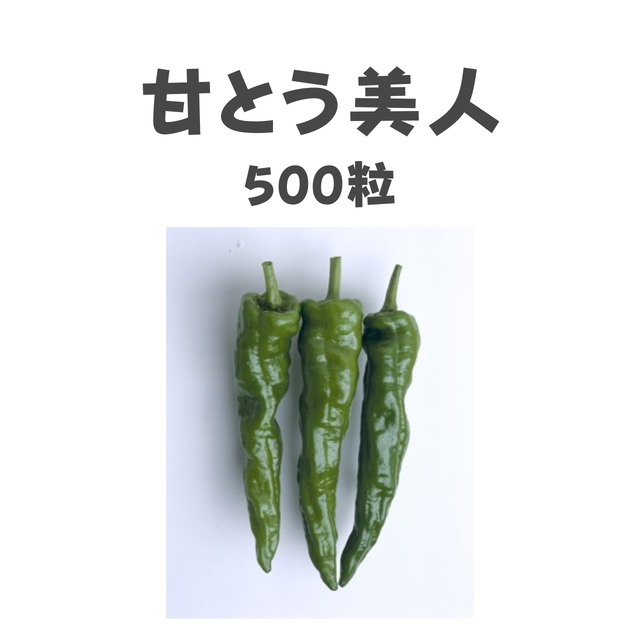 甘とう美人　ししとう種子・500粒