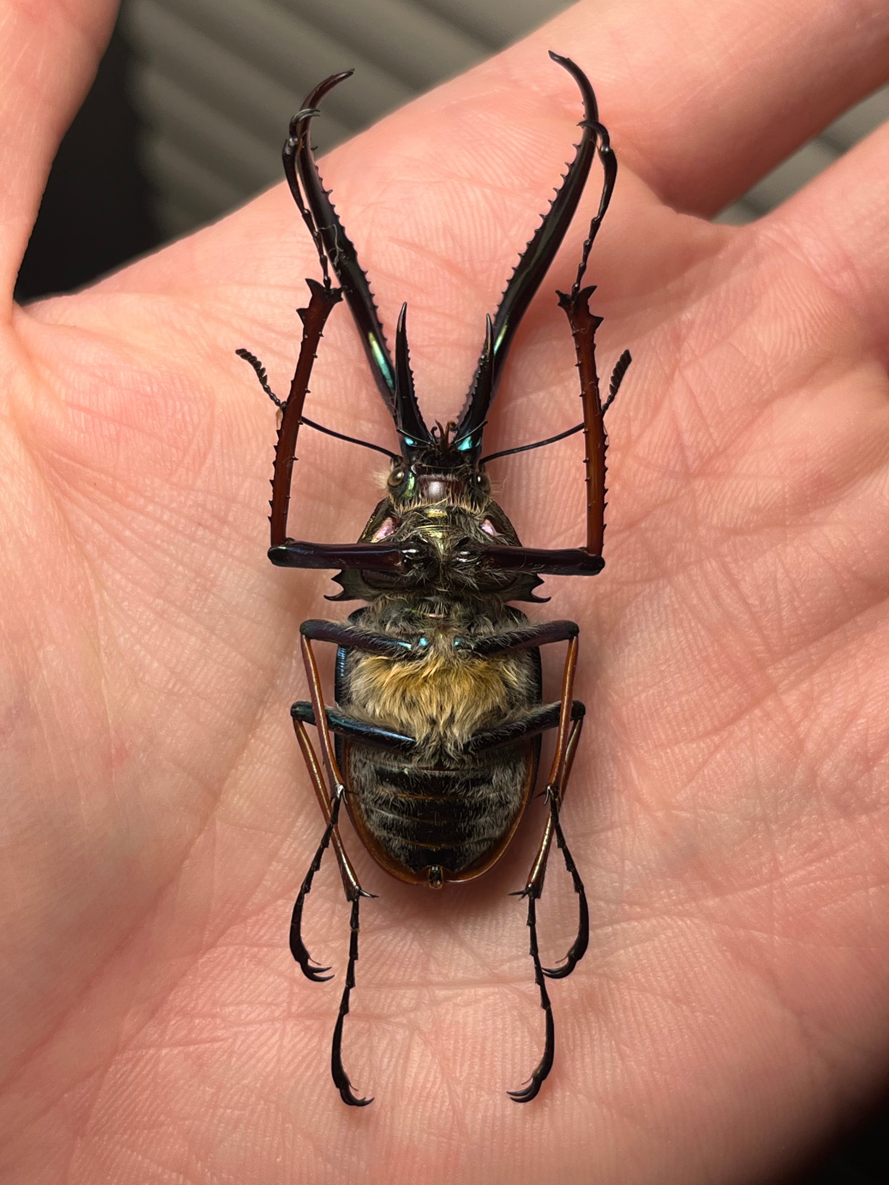 PARATYPE】ホロメタリクスチリクワガタ 56mm シワバネクワガタ