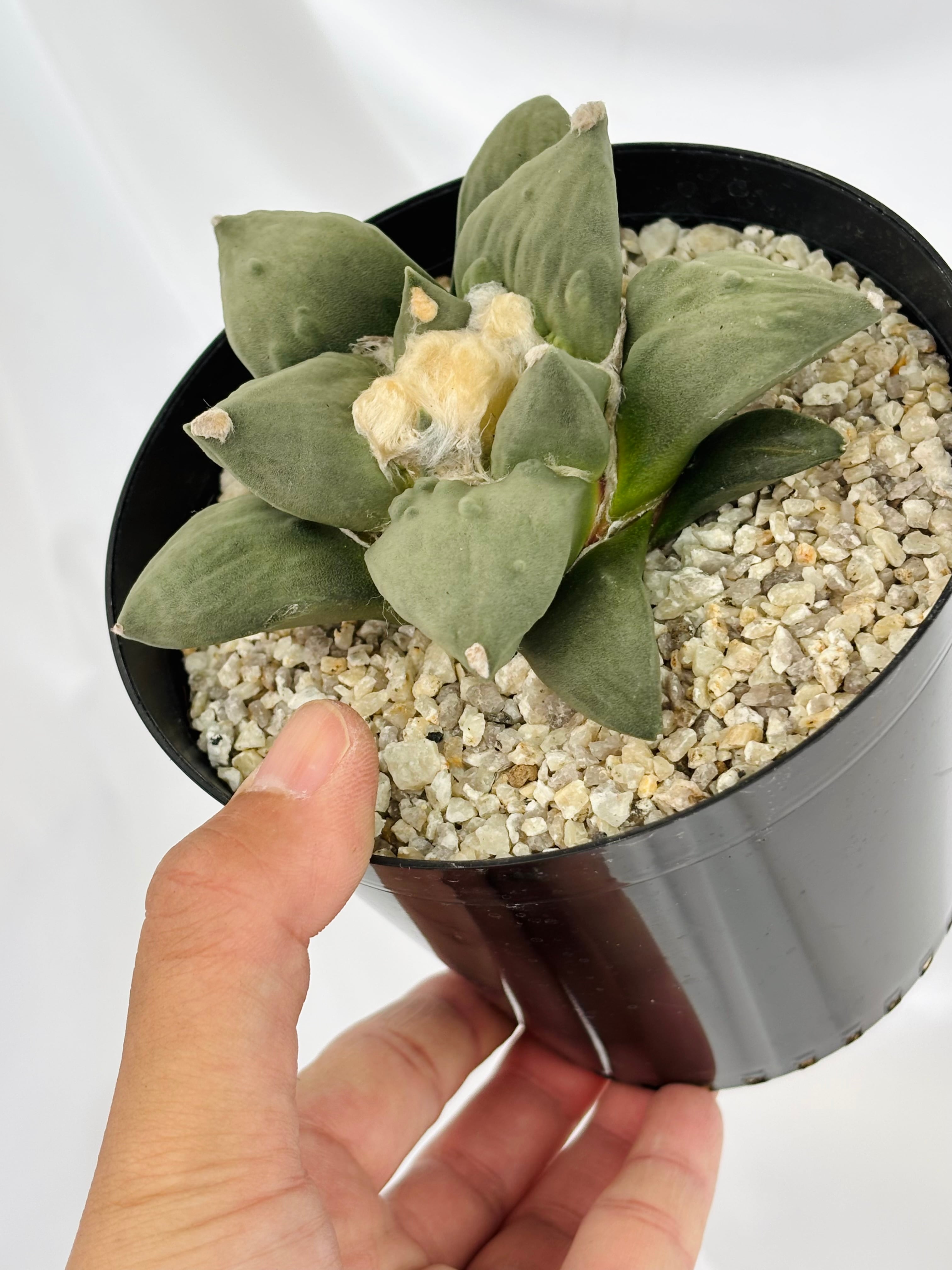 アリオカルプス 青磁モンスト 多肉植物 Ariocarpus Cauliflowermonst. アリオカルプス 花牡丹モンスト