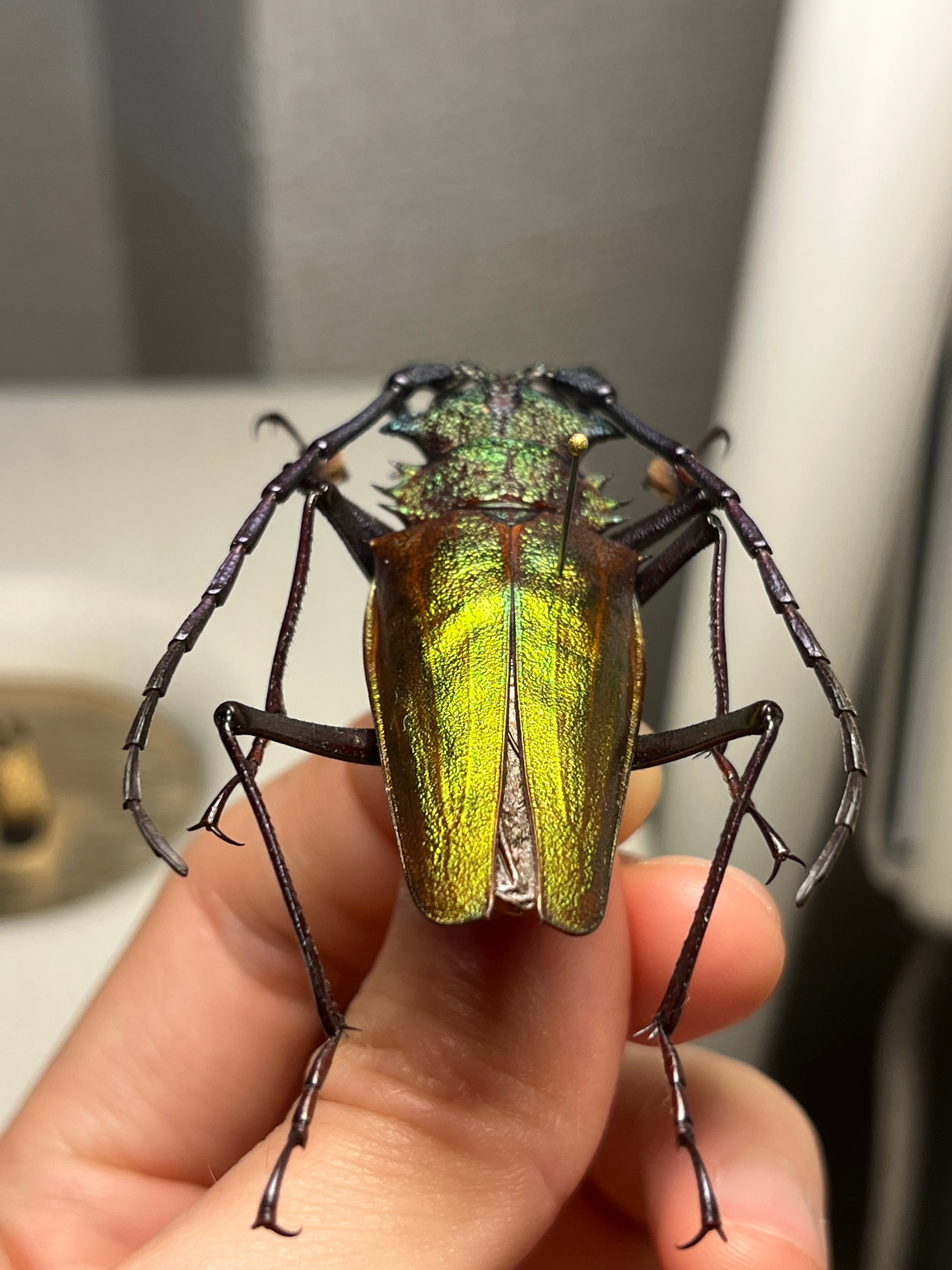 赤黄緑青】ルリオニカミキリ ムラサキオニノコギリカミキリ