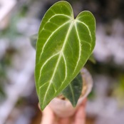 アンスリウム・レガレ / Anthurium Regale⑲│観葉植物