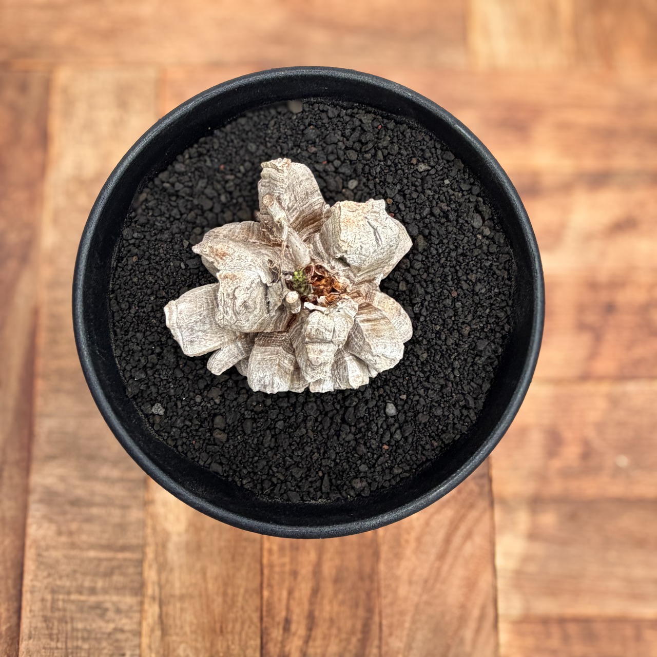 Dioscorea elephantipes【ディオスコレア・亀甲竜】