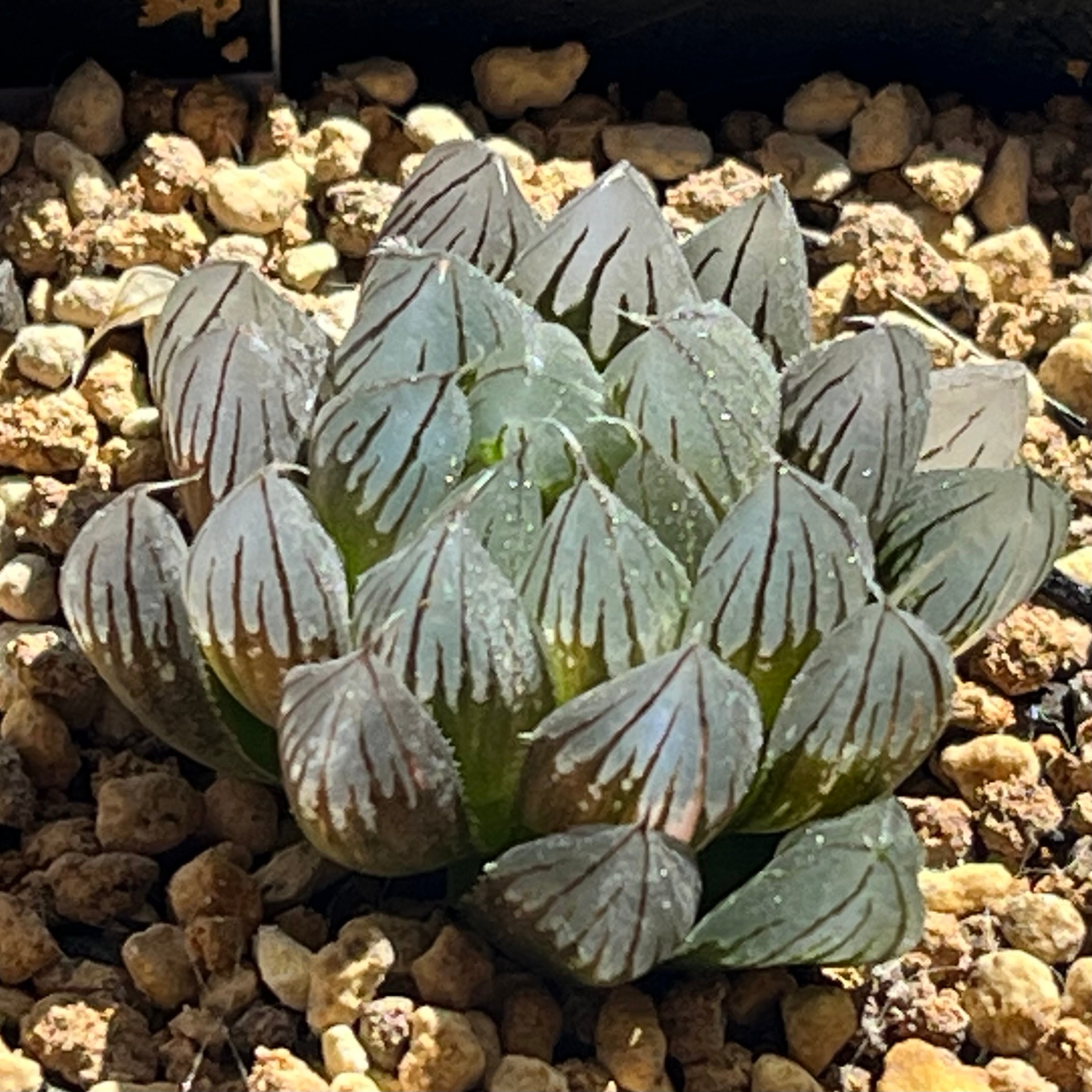 ハオルチア 黒玉露錦 ハオルチア 黒玉露錦 霓虹灯 | mocono_plants