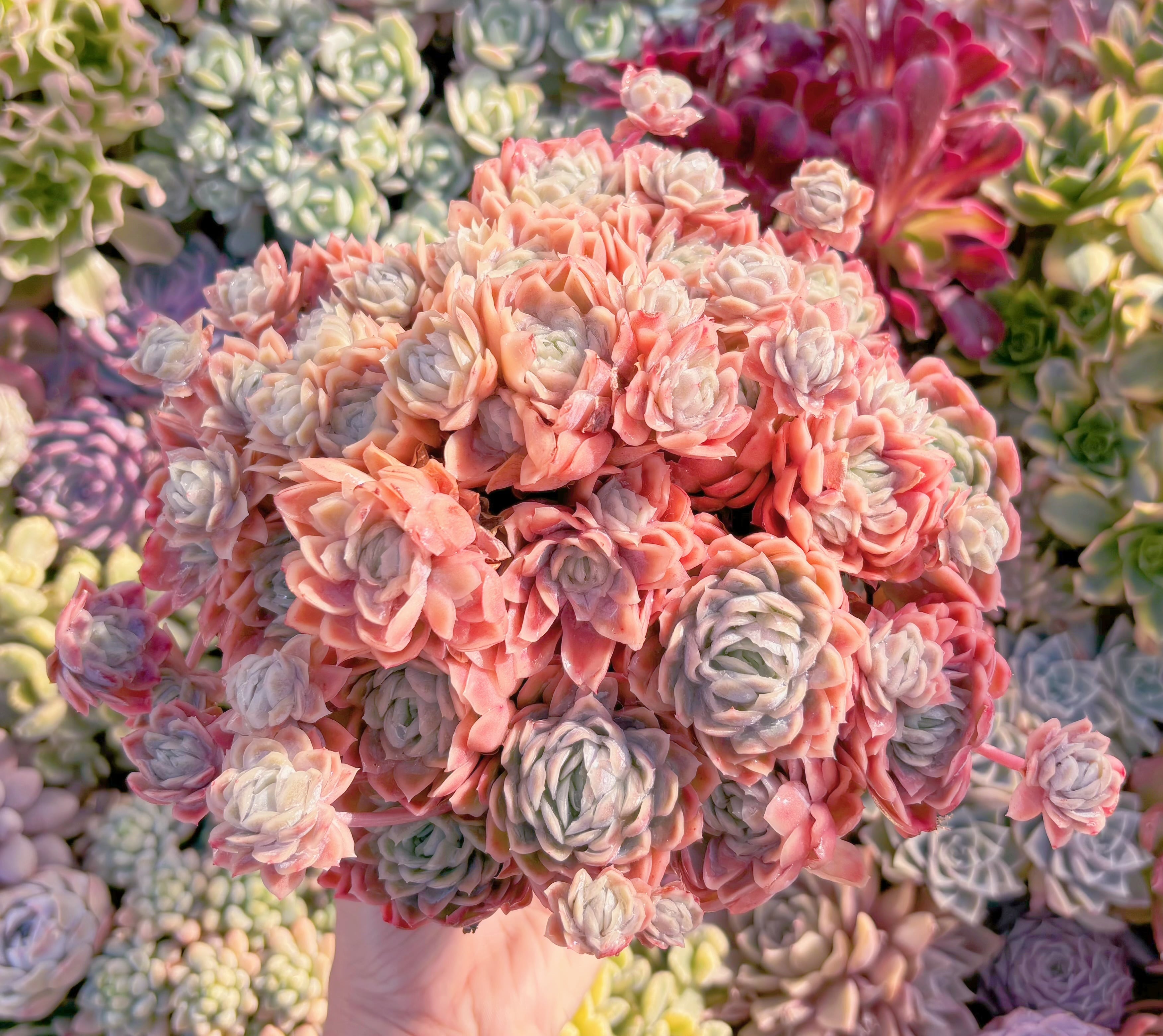 現品　クィーンローズ覆輪錦#2025　特特大群生　新入荷