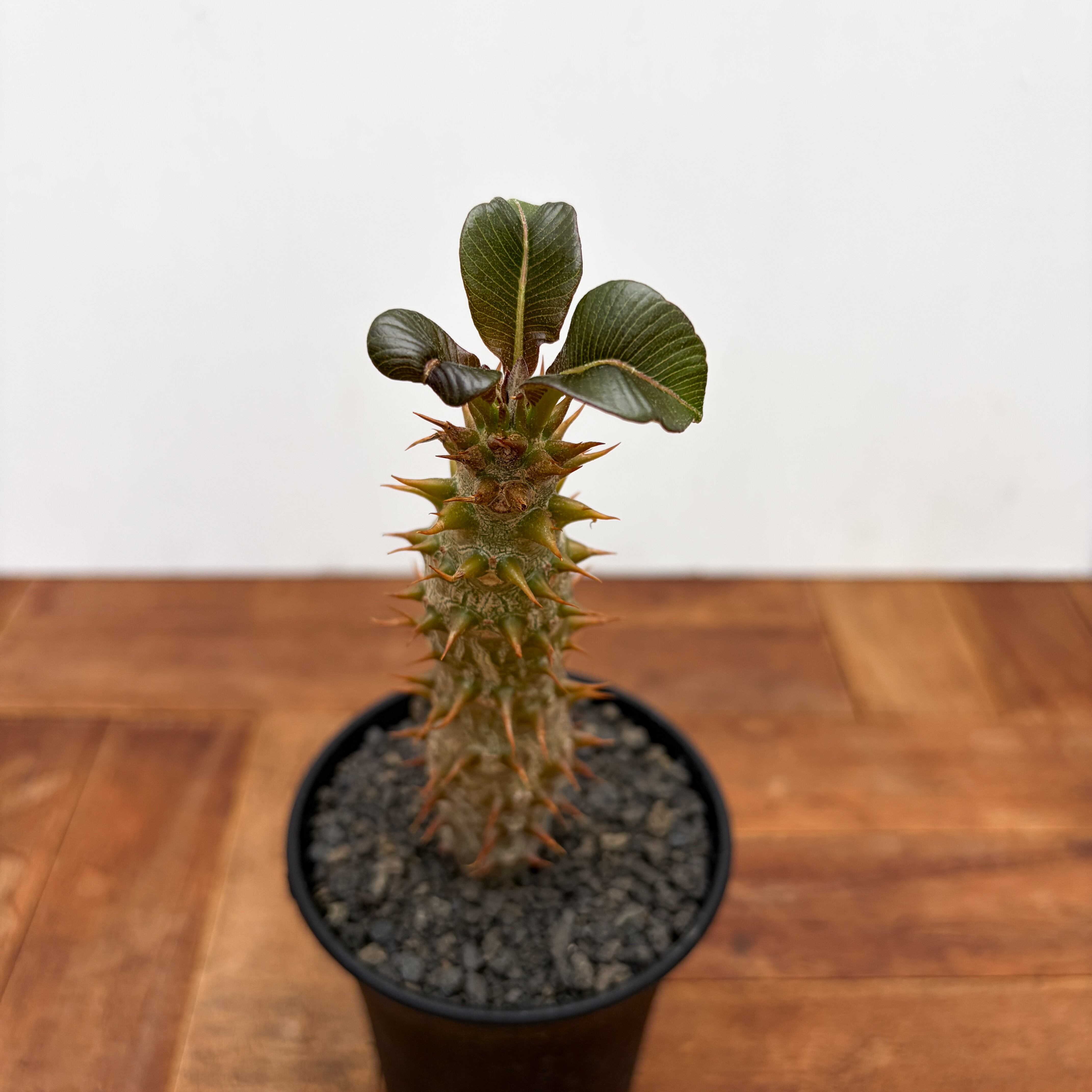Pachypodium baronii【パキポディウム・バロニー・実生】 | RIMO'S