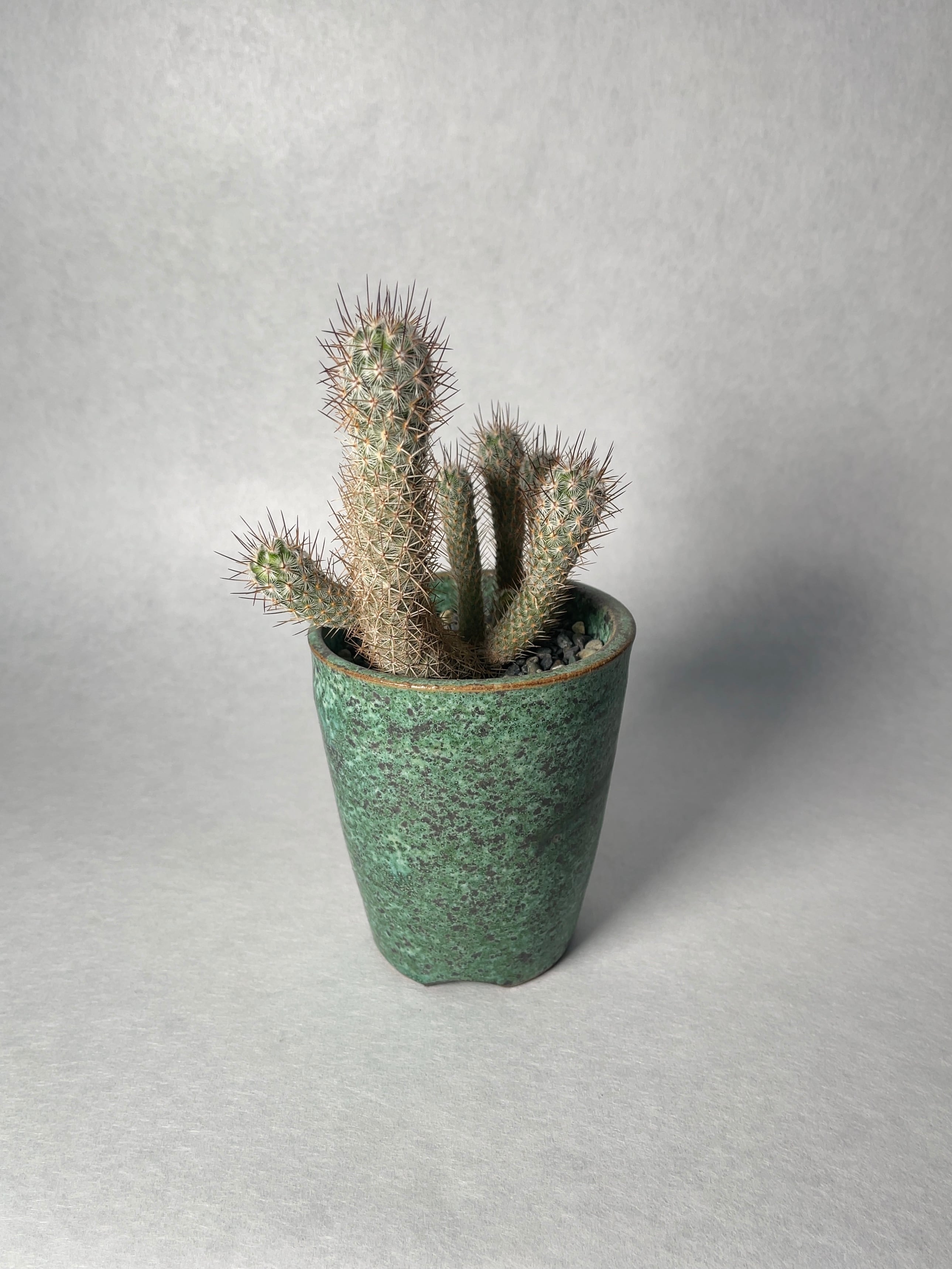 マミラリア・姫大和錦 | trigger