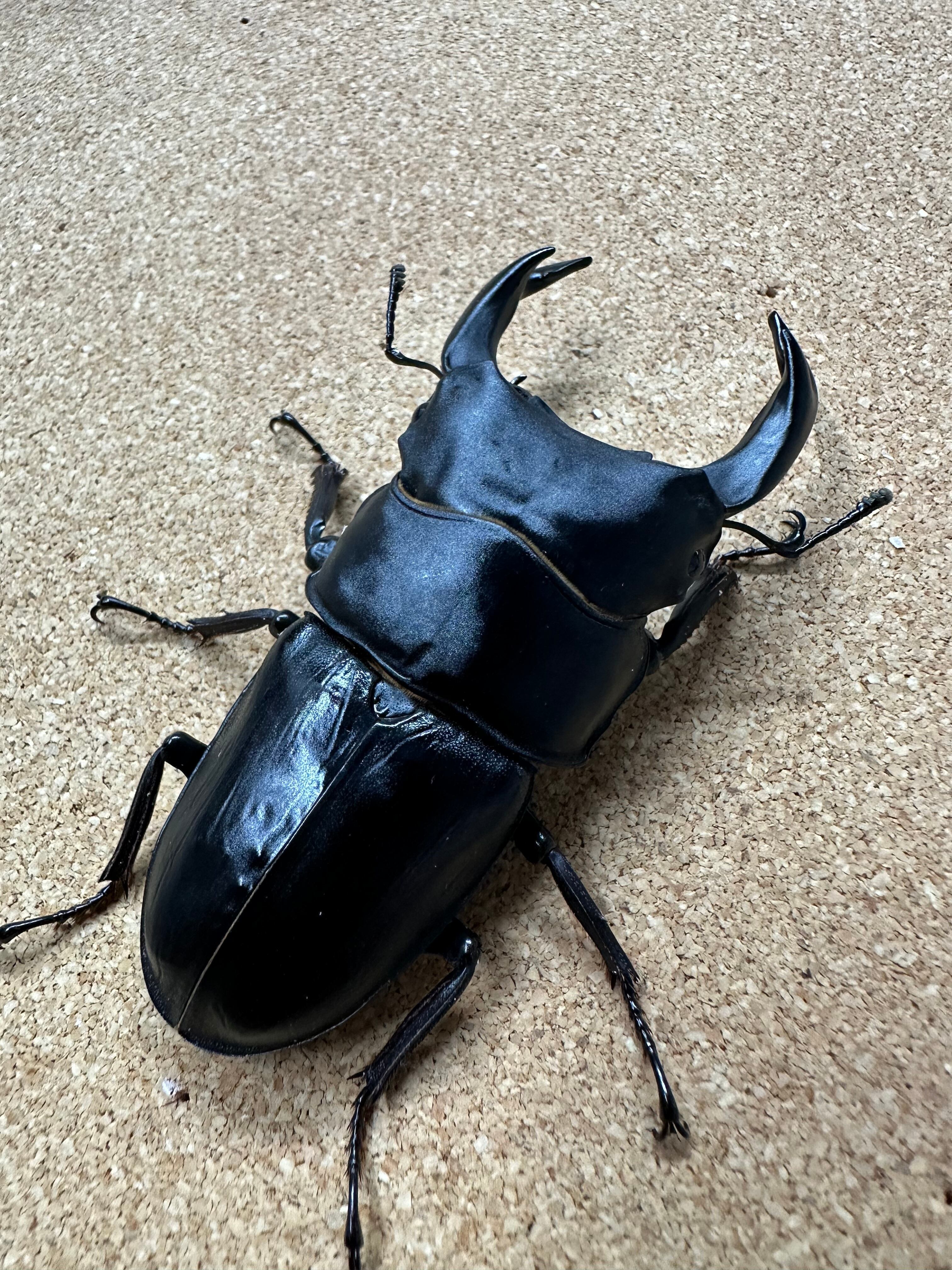 DH ヘラクレス オオカブト 成虫 ♂♀ ペア ♂160mm