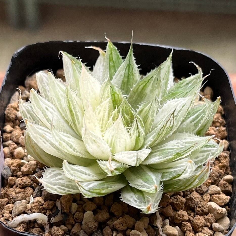 ハオルチア モルドール錦 多肉植物 極上斑 （≧∇≦）多肉植物 公式
