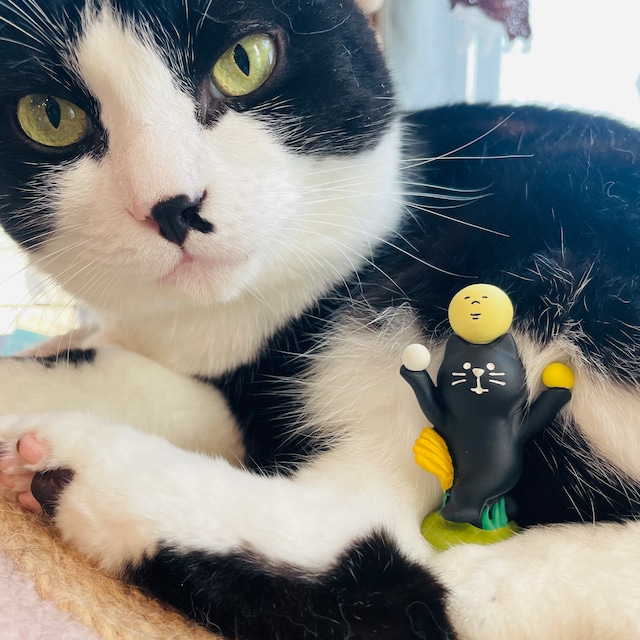 concombre｜コンコンブル｜ 満月おどり猫 猫雑貨 ねこ ネコ  ディスプレイ 収集癖 コレクション
