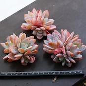 カット苗 ホワイトロータス 3頭群生 Echeveria 'White Lotus'