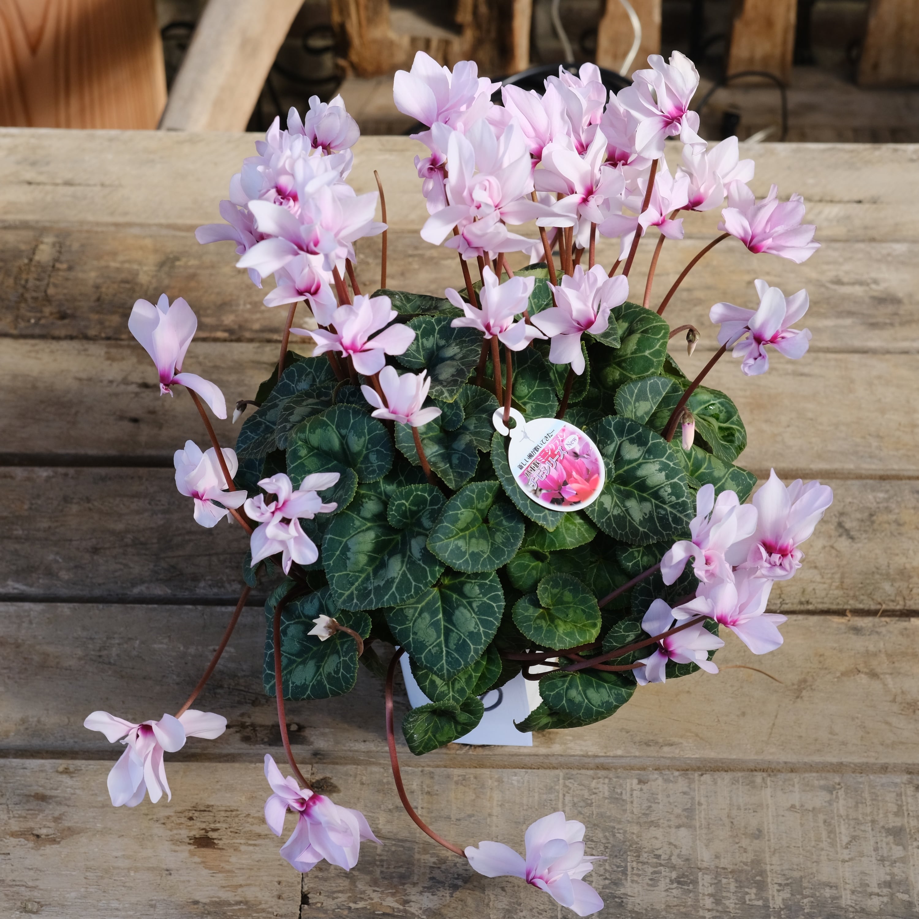 No, 10】ミニシクラメン チモシリーズ 八重《 枝垂れざき 》鉢なし