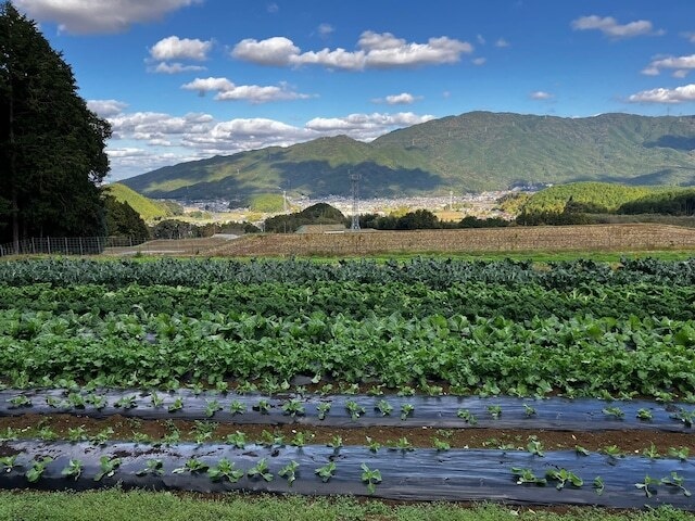 【定期便】季節のお野菜もりもり御膳（月替わり）《無添加、お米と野菜は有機または無農薬のみ》