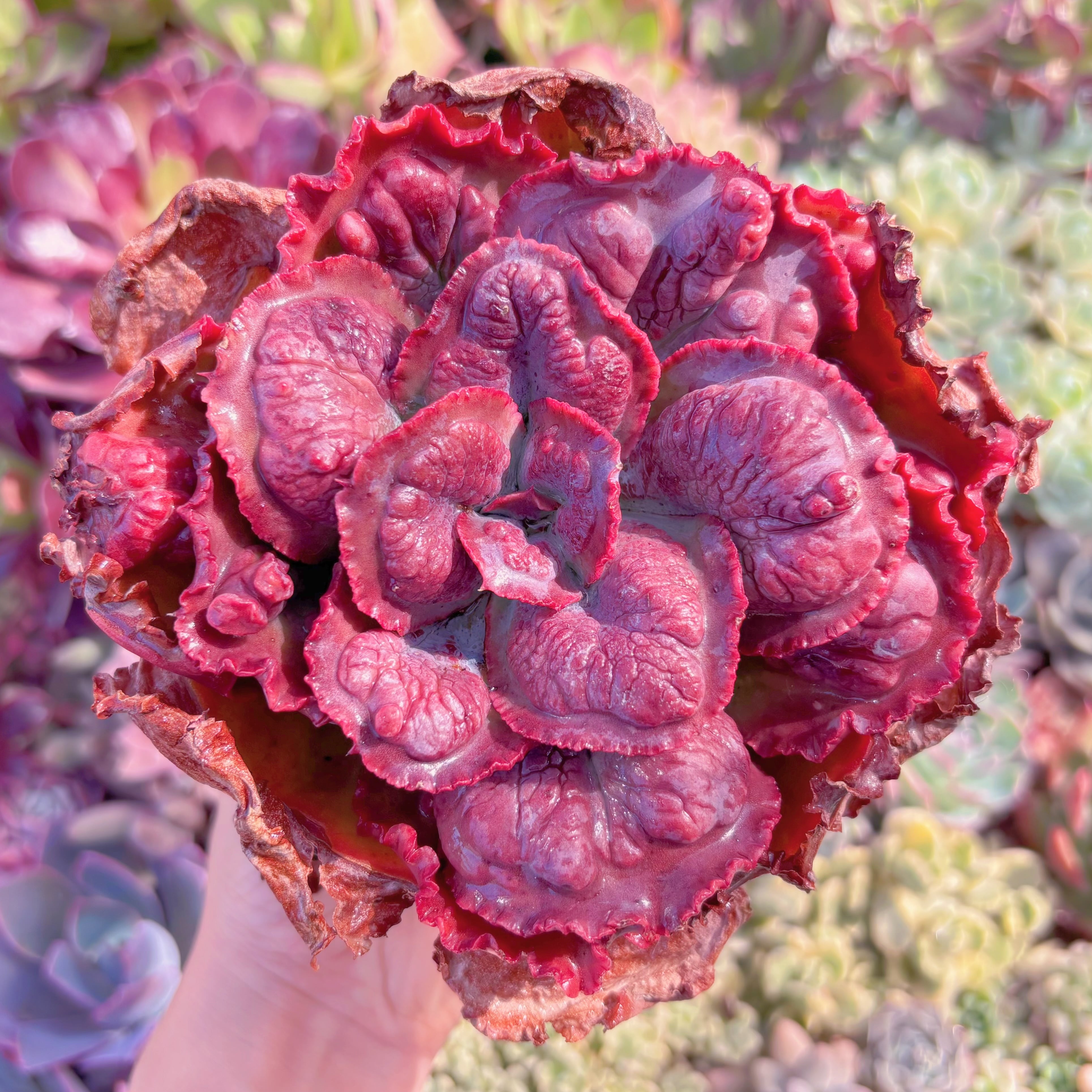 現品　cancan　x　Baron Bold#858　大苗　るる農園