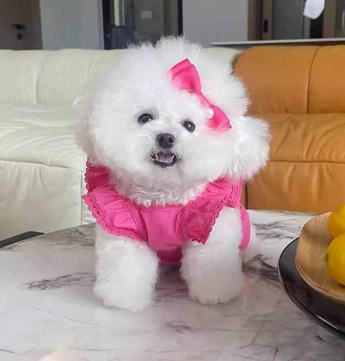 ドッグ 犬 小型犬 ドッグウェア 室内着 ドレス ワンピース アクセサリー セット フレア フリル 袖付き ベーシック お花 リボン かわいい きれいめ シンプル 上品 おしゃれ レトロ エレガント モダン ラブリー キュート プリンセス フェアリー シンプル シック 無地 花柄 オールシーズン ロングシーズン 女の子 成犬 デート お出かけ パーティー 旅行 公園 休日 カフェ ガーデン 散歩 ウォーキング 室内 お揃い 穴あき XXS XS S M L XL 2XL 3XL ホワイト ピンク