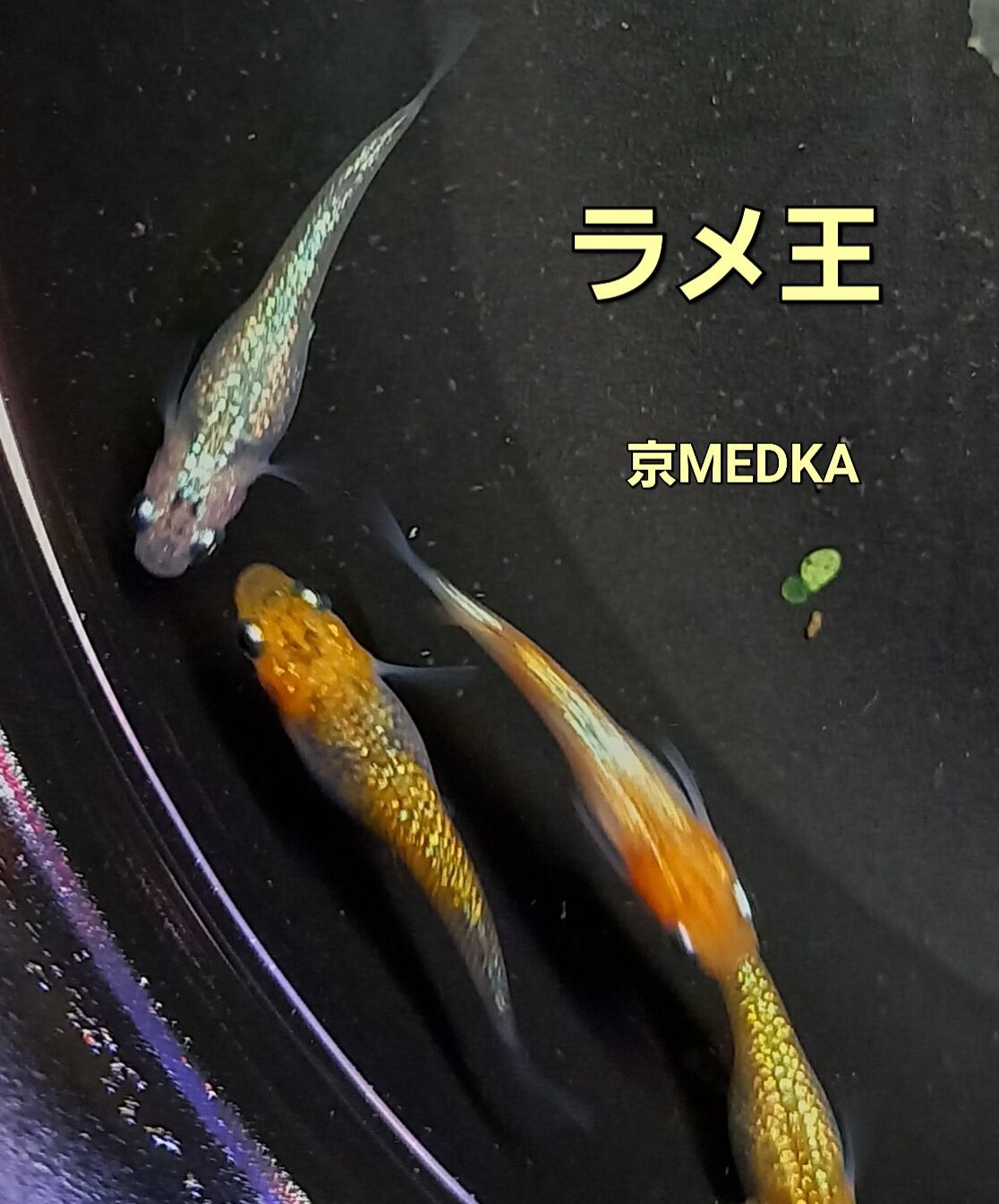 ラメ王メダカの卵50個 | Happy aquarium 金魚 メダカ