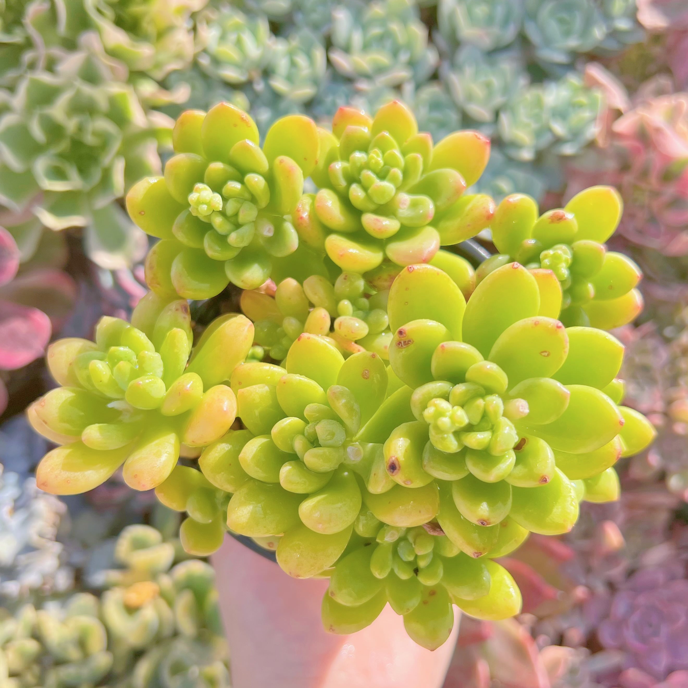 現品　シャングリラ#A08   るる農園