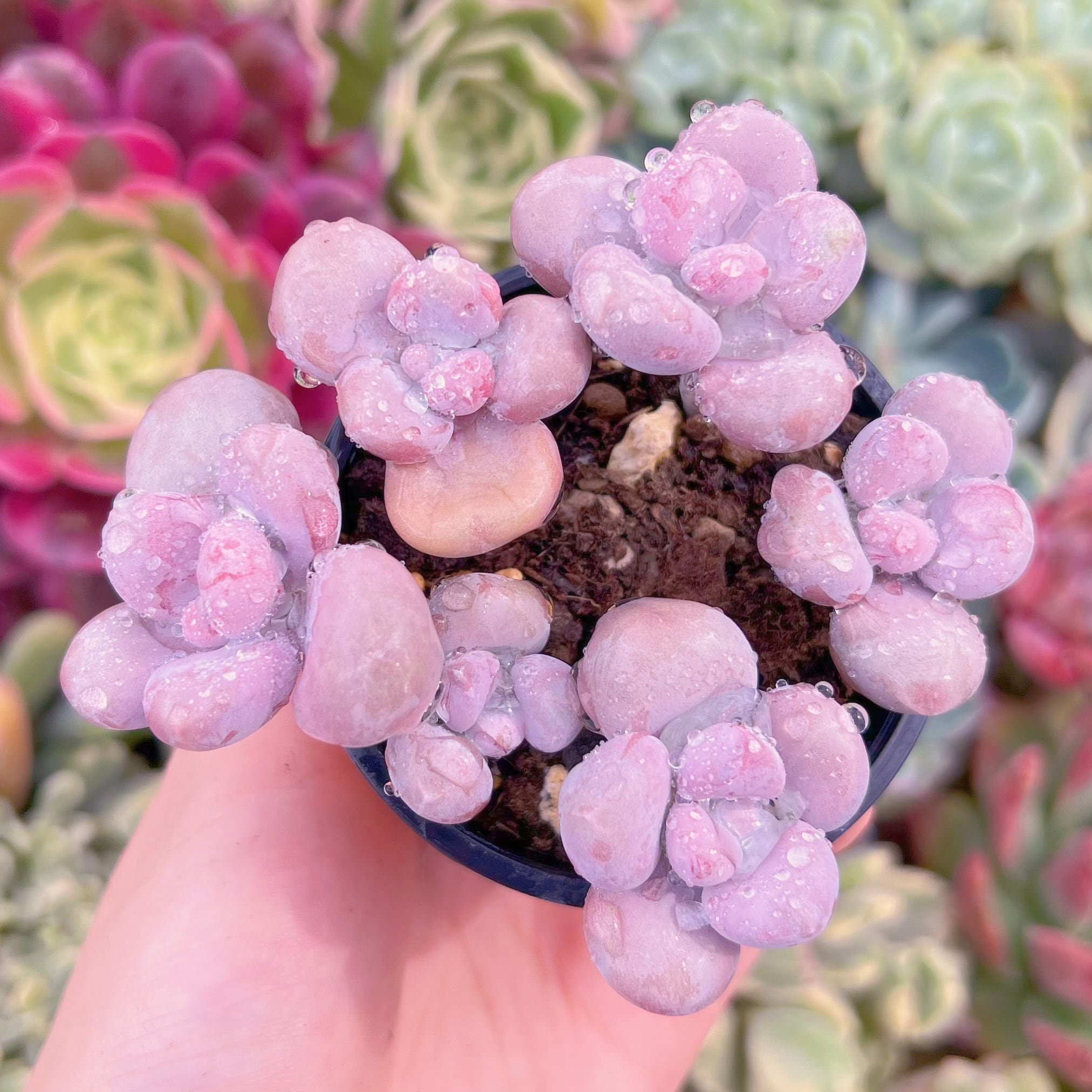 現物　膵臓のたまご#888　るる農園