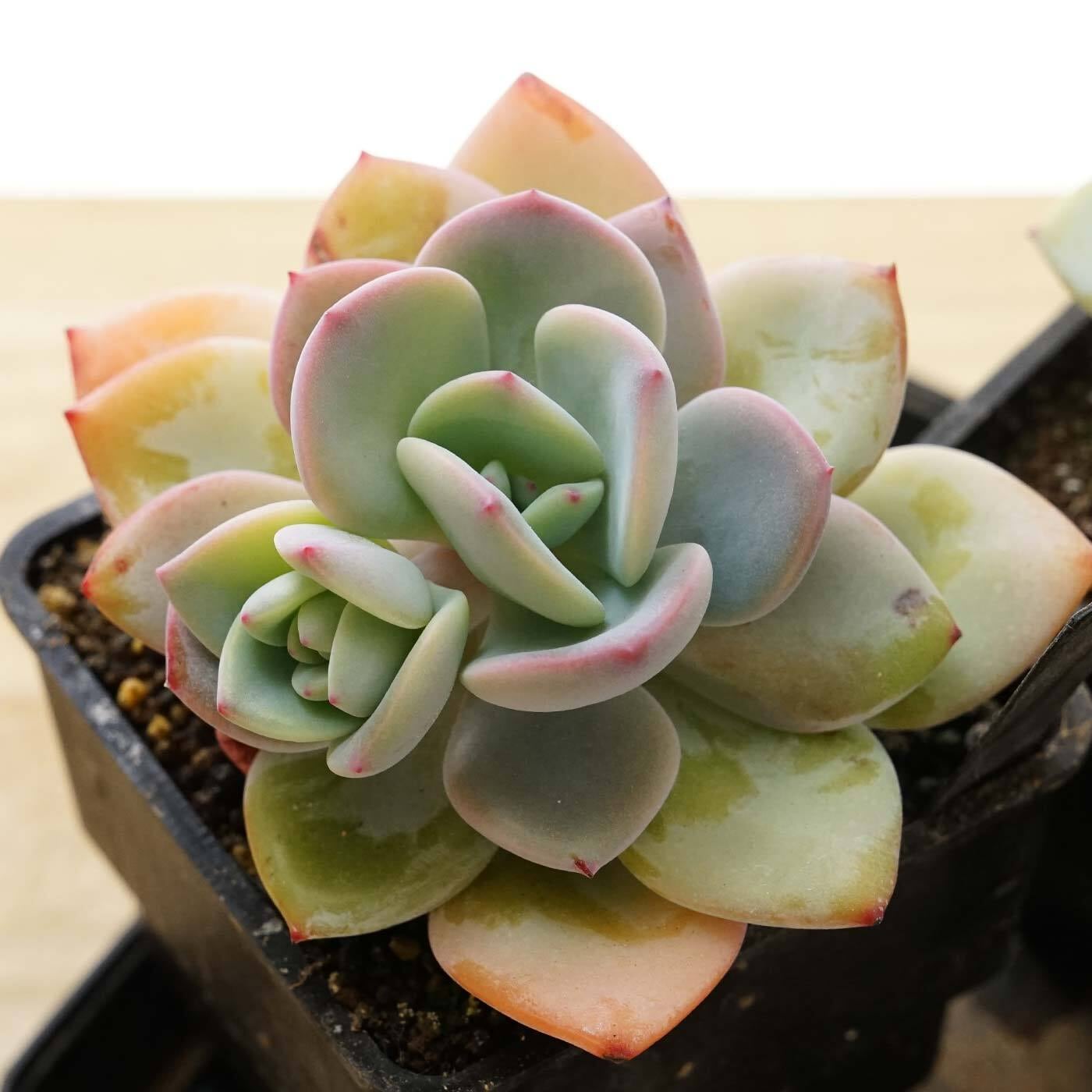 Echeveria white champagne錦 ピンク覆輪 多肉植物 抜き（抜き苗 