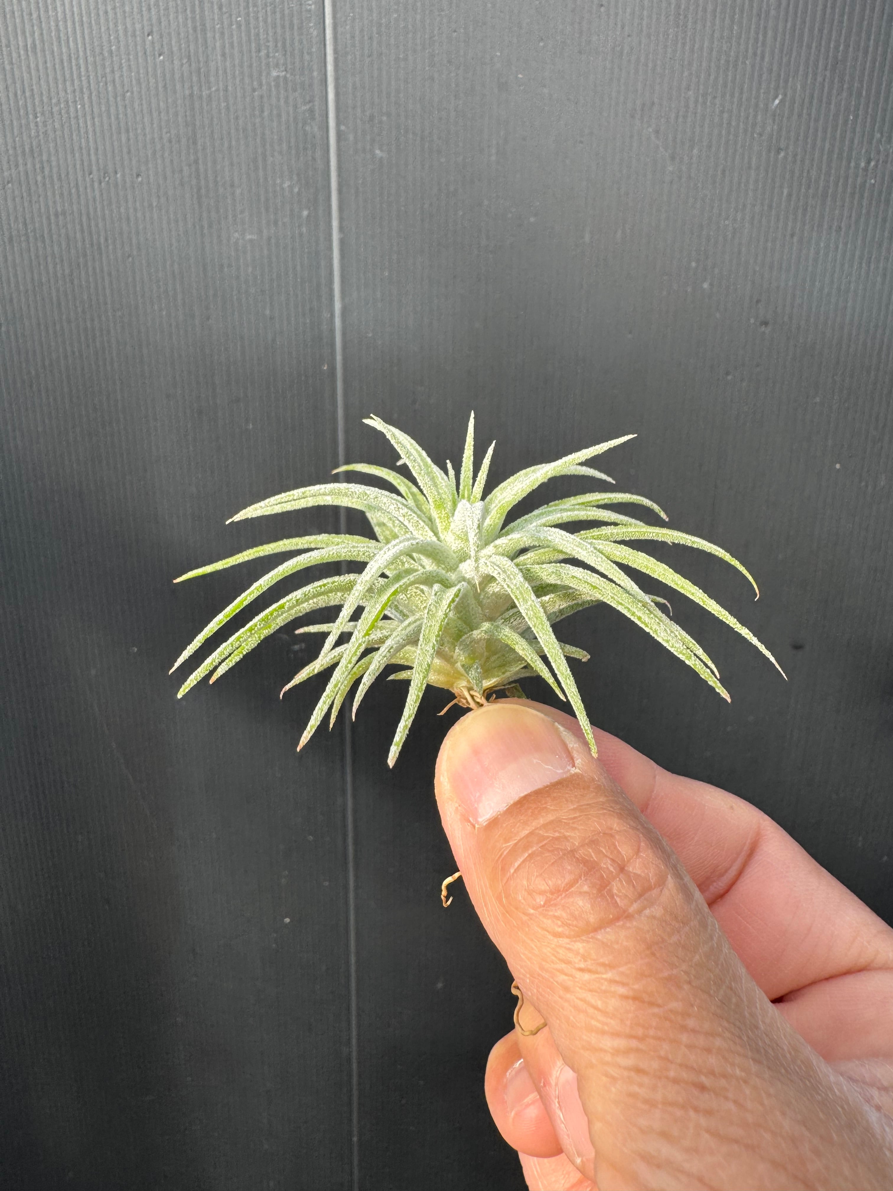 ユッカグロリオサ ブライトスター | クルール プランツ couleur plants