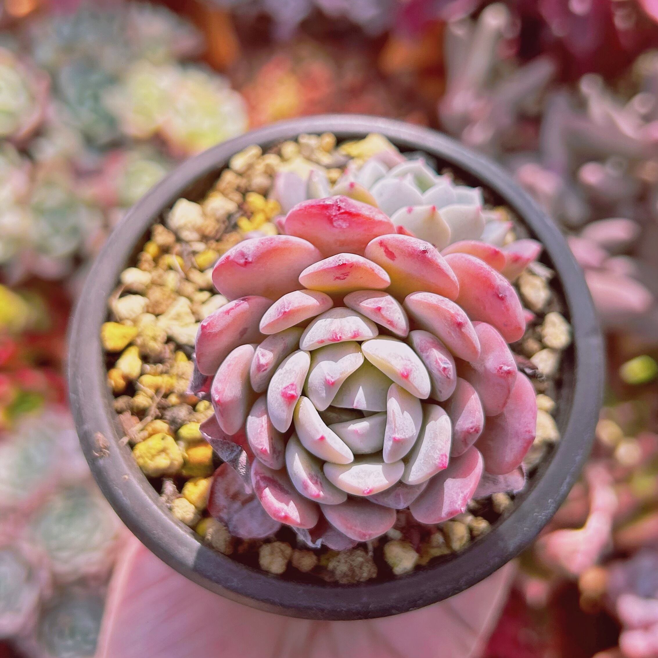 567現物 多肉植物 サンデ 抜き苗 | るる農園~多肉植物専門