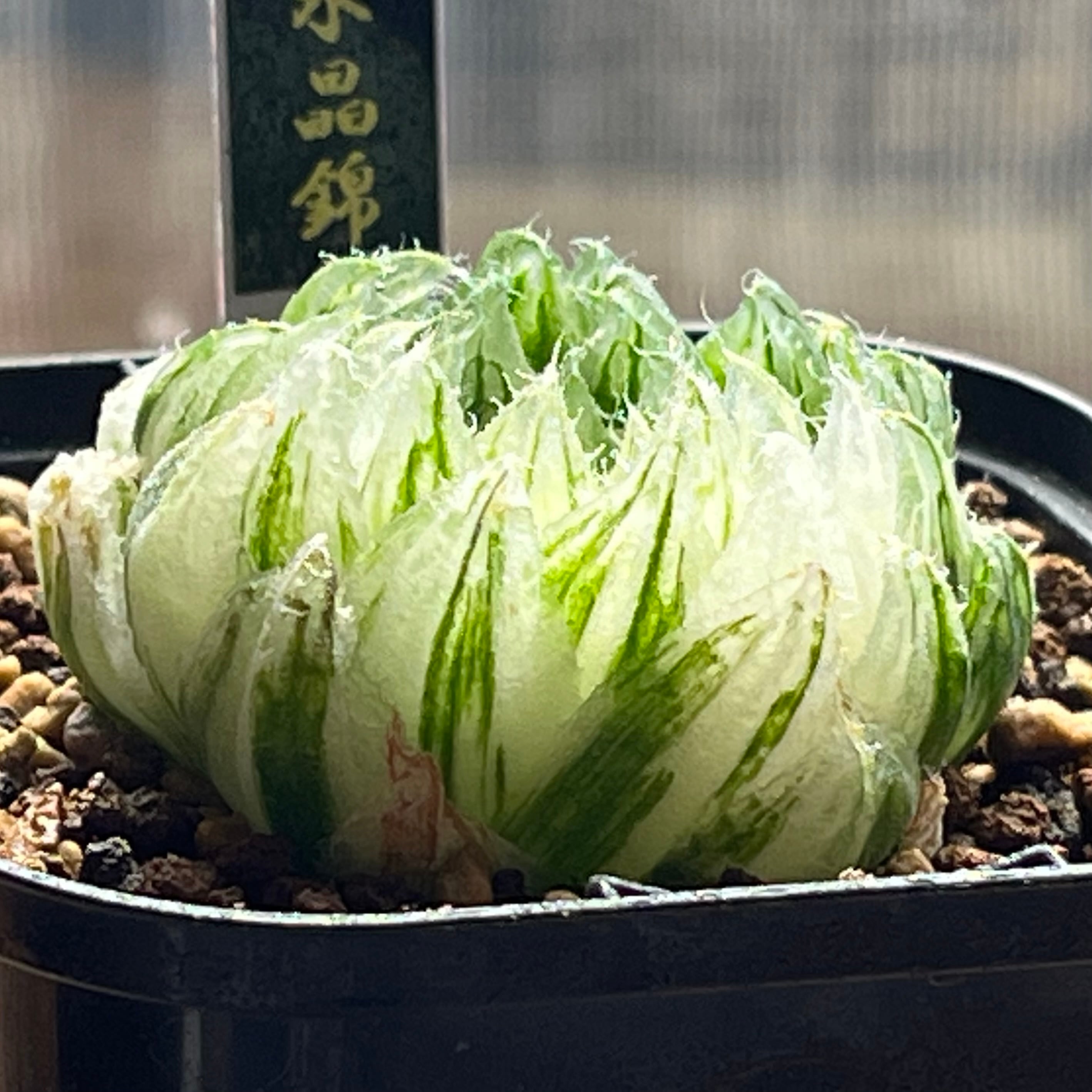 ハオルチア 桜水晶錦 | mocono_plants