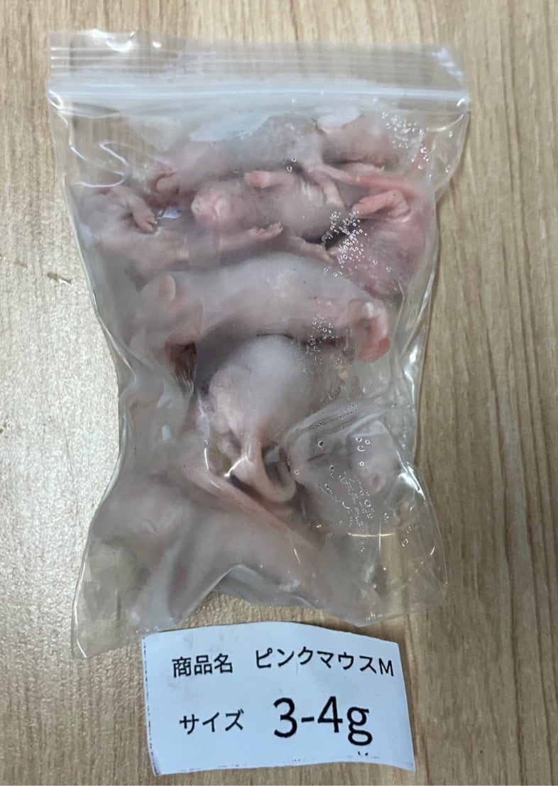 特価！ホッパーマウス 10匹 | kenny