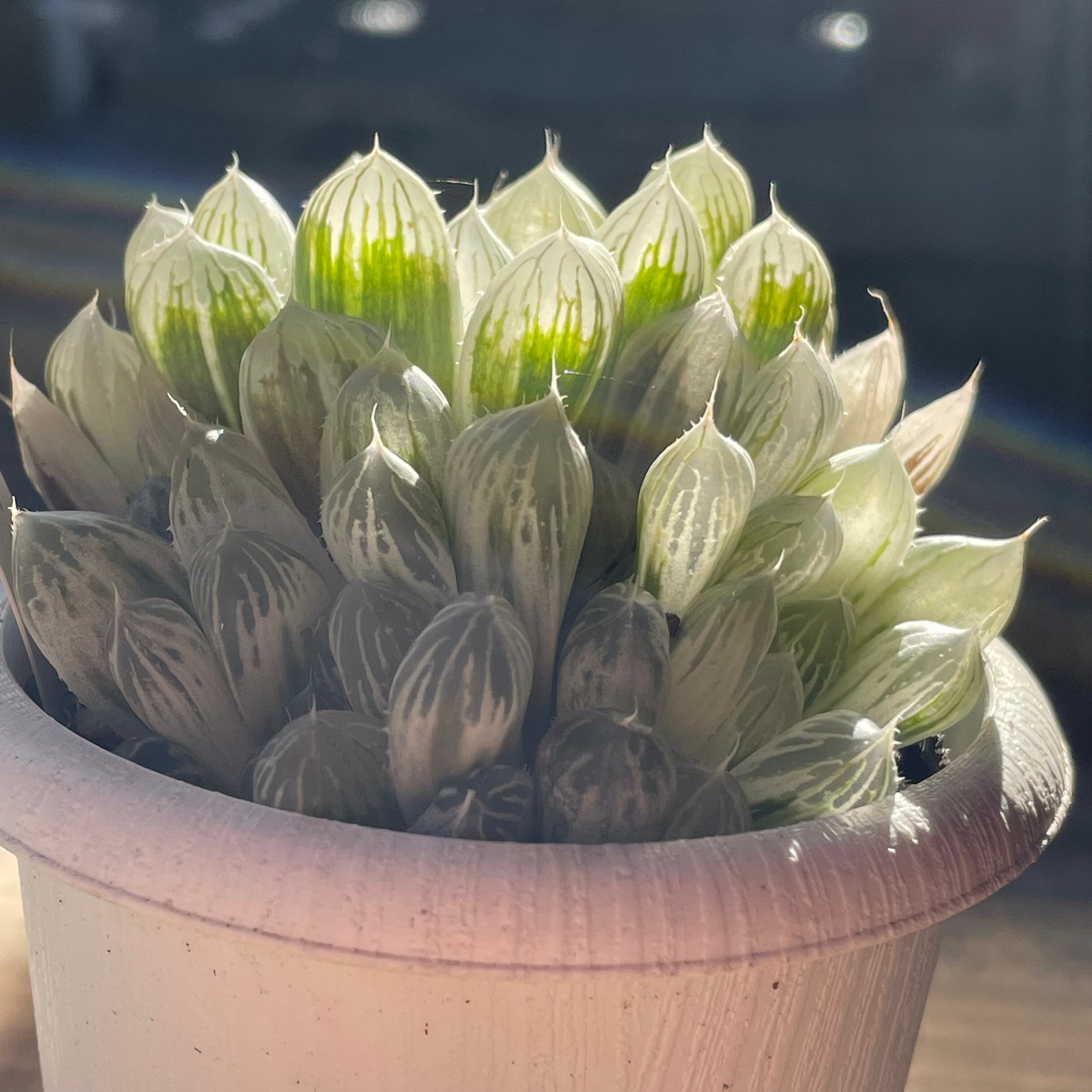 ハオルチア ピリフェラ RIB0136　多肉植物 ハオルチア ピリフェラ RIB0136 多肉植物 Haworthia cooperi var