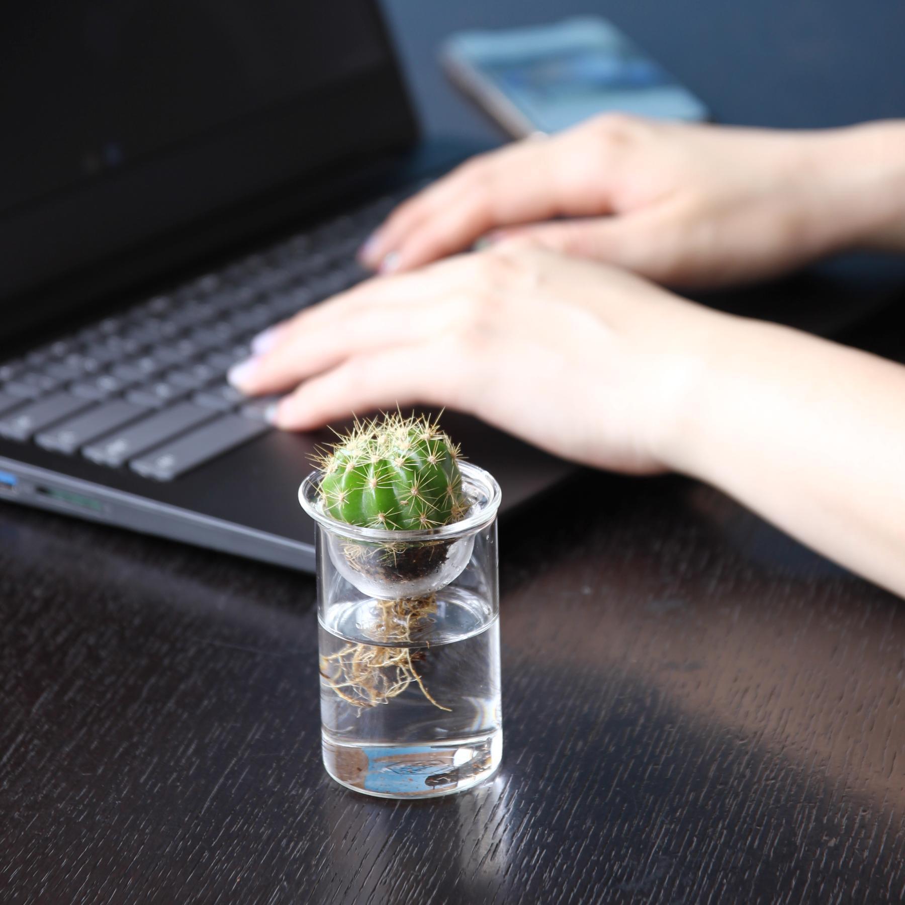 水栽培ガラスベース クリア 7cm KEGY4051 | 新鮮お花問屋 Jp-Farmers.com