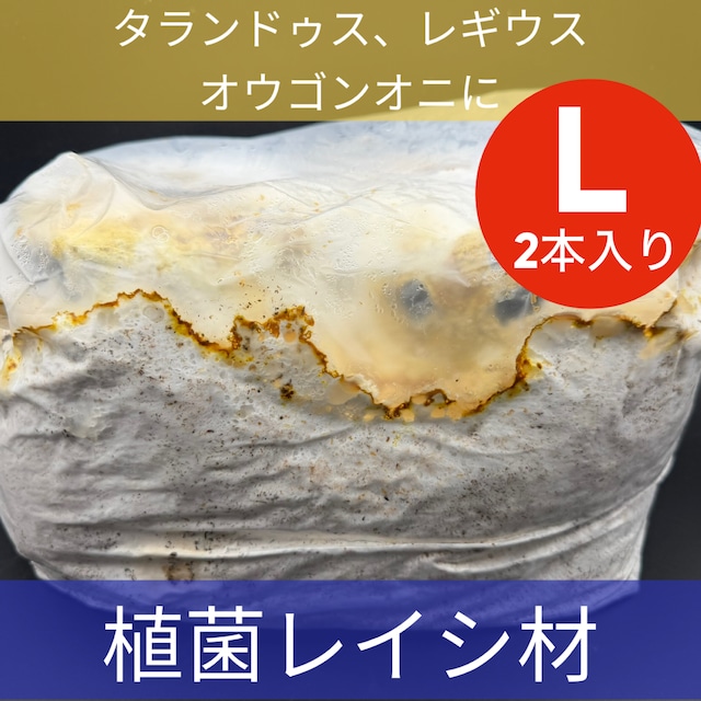 植菌レイシ材 L-2Lサイズ2本入 植菌レイシ材 L-2Lサイズ2本入