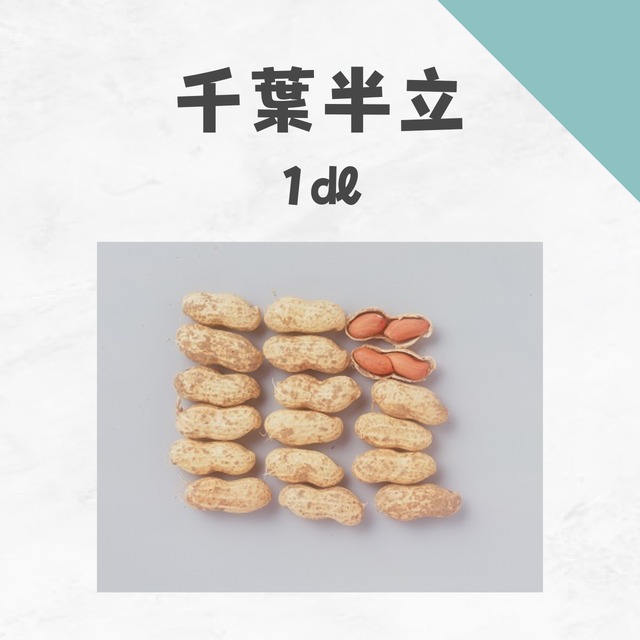 千葉半立　ラッカセイ種子・1dl