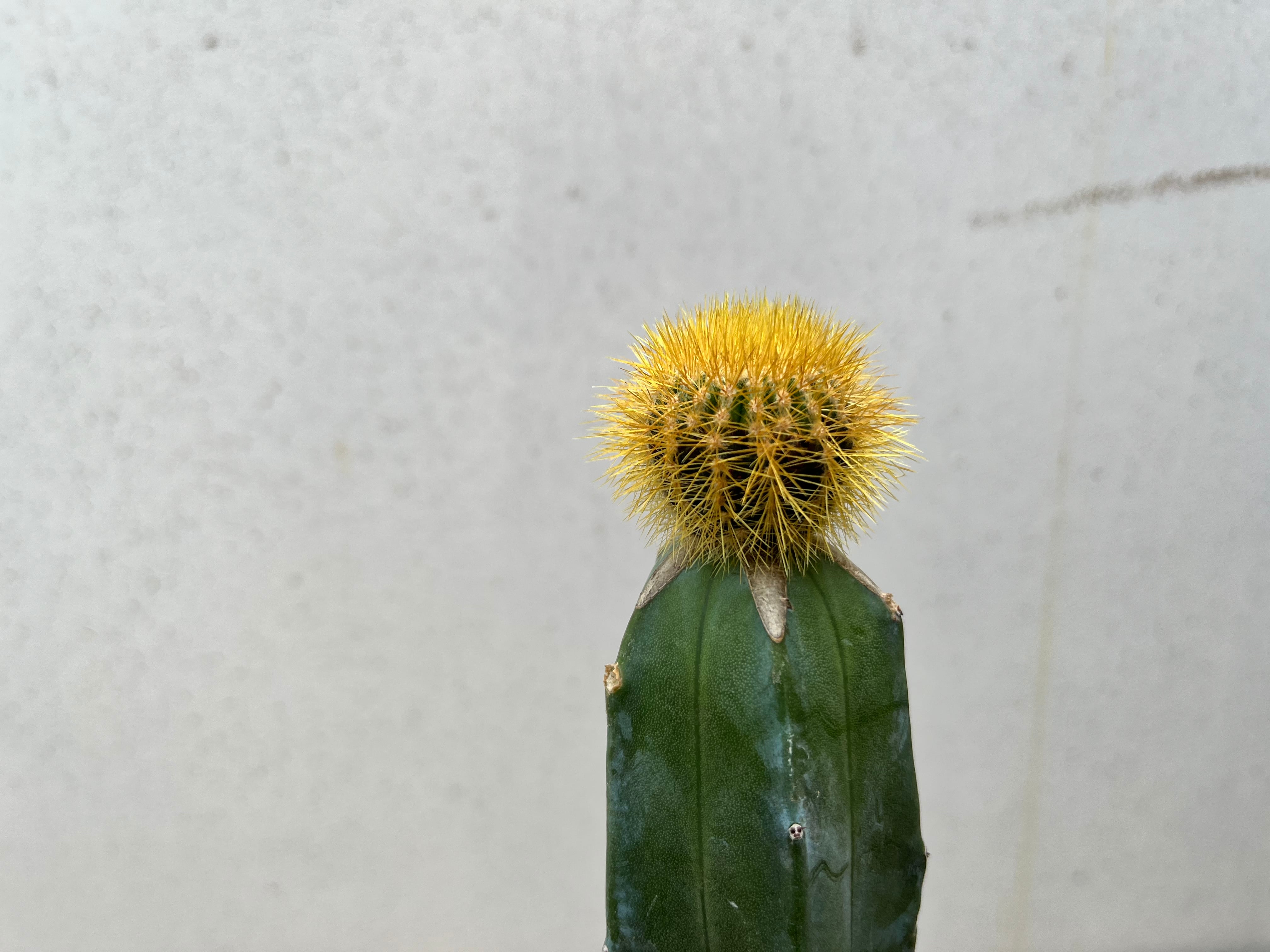 Uebelmannia pectinifera v. eriocactoides ユーベルマニア エリオ
