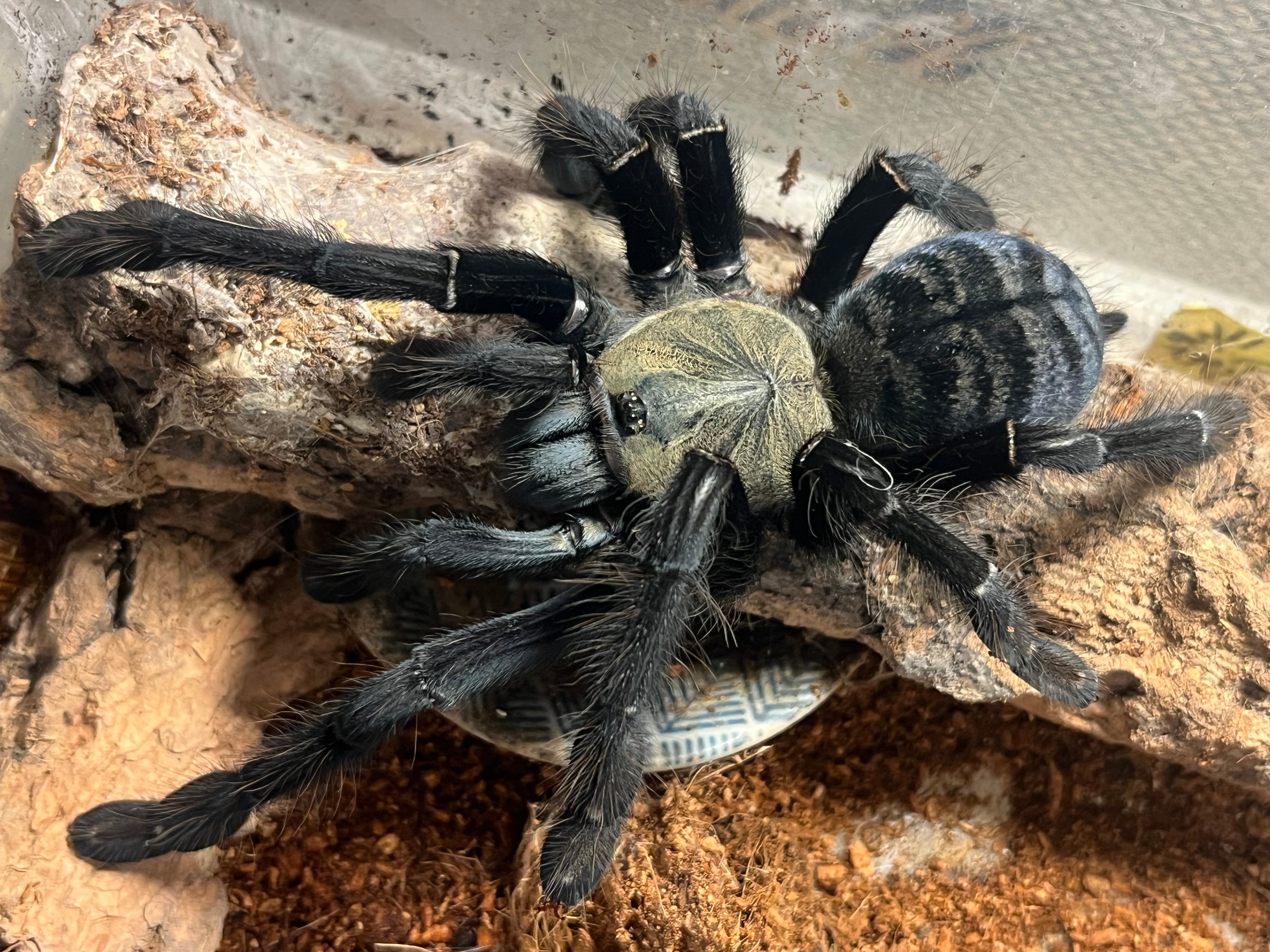 Omothymus | オモニキチュウ