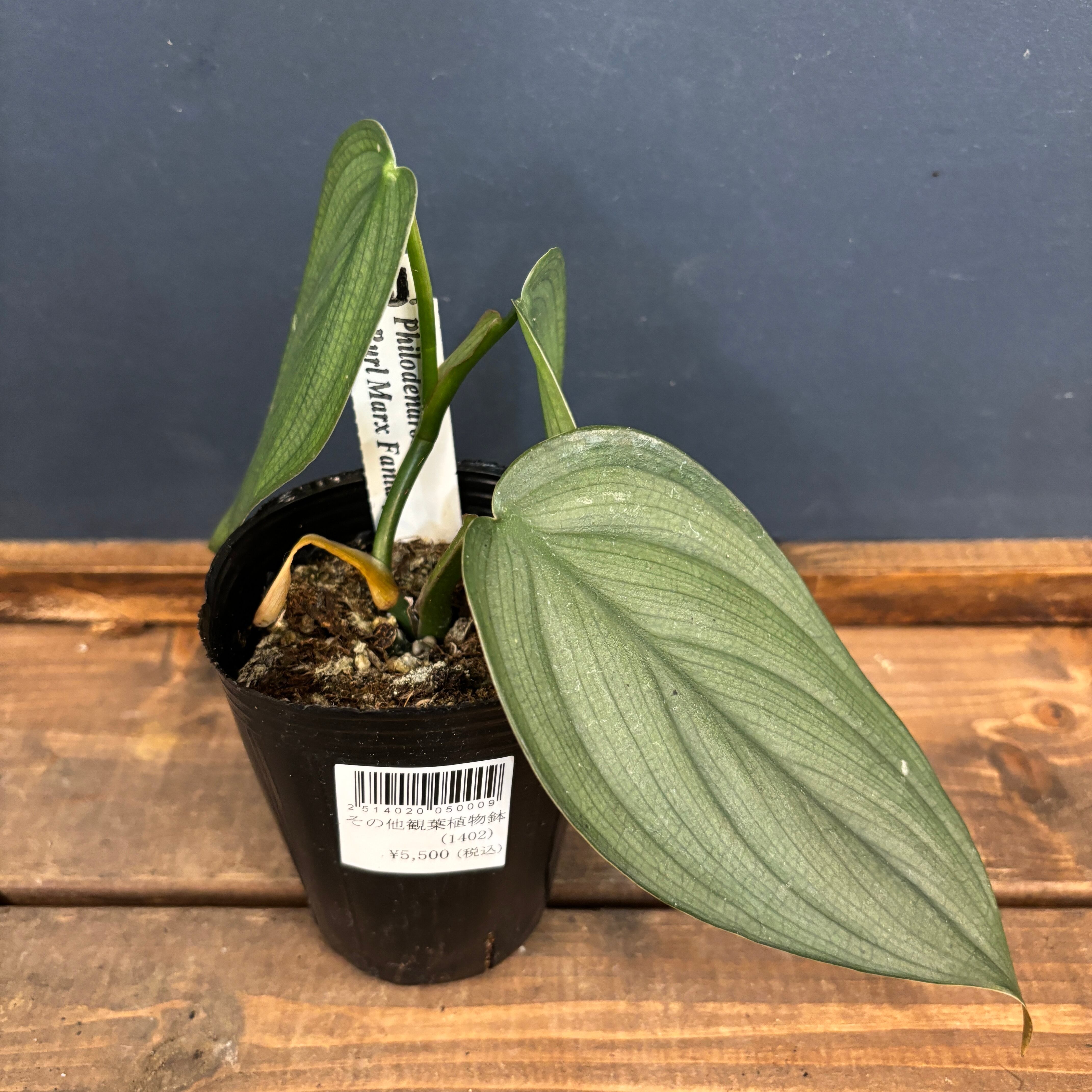 クロカミラン 2 自家人工交配増殖品 クロカミラン 4 自家人工交配増殖品