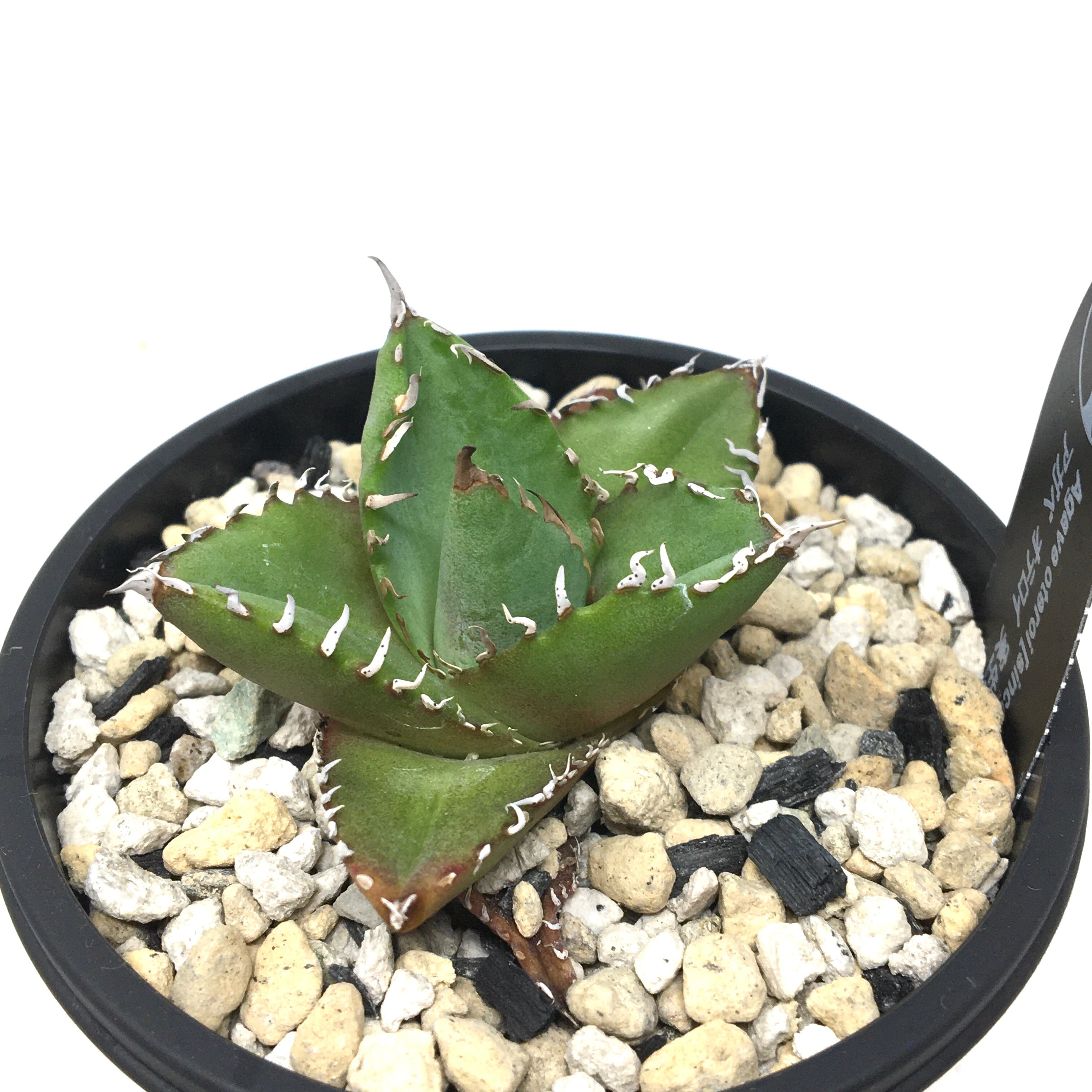 アガベ（オテロイ・宝樹） 商品名 アガベ オテロイ 【公式通販】