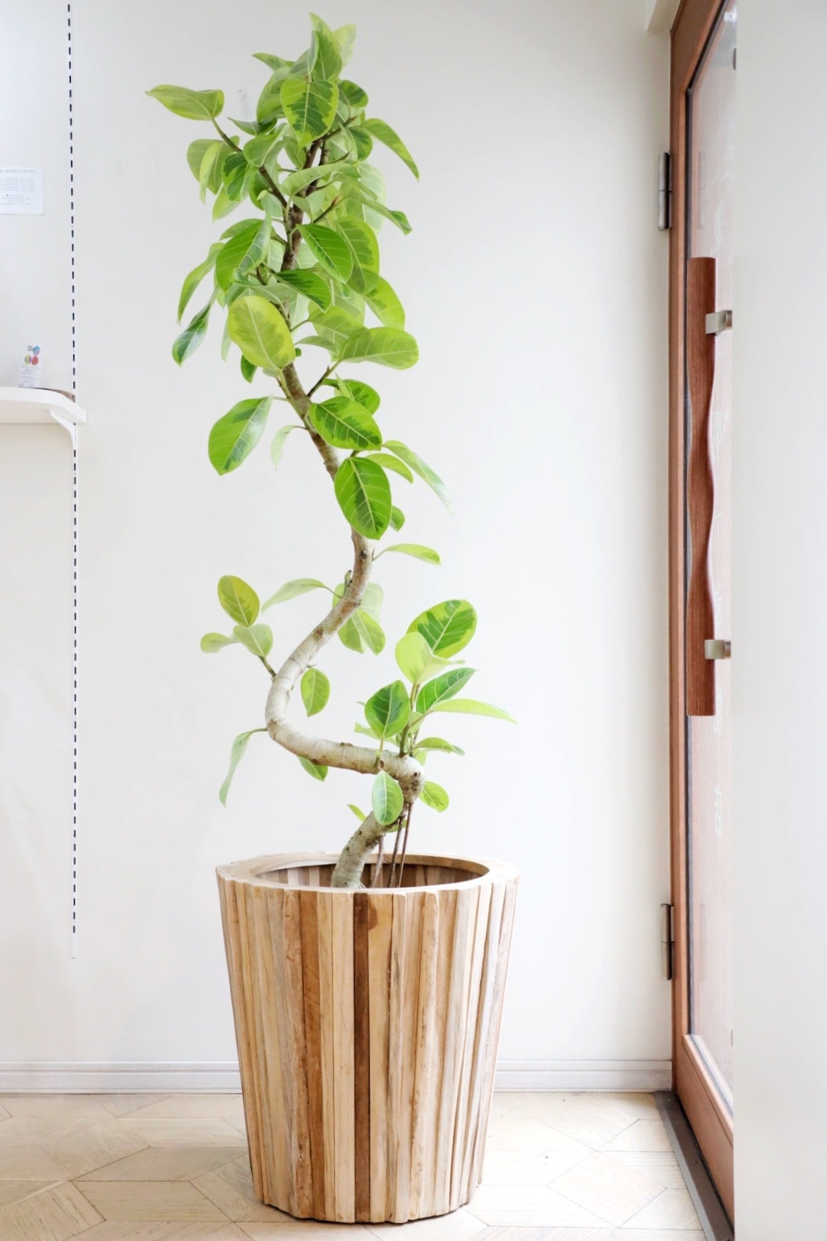 □中・大型植物(80cm~220cm) | 【厳選植物・器】MIDORI DOUMEI 翠堂明