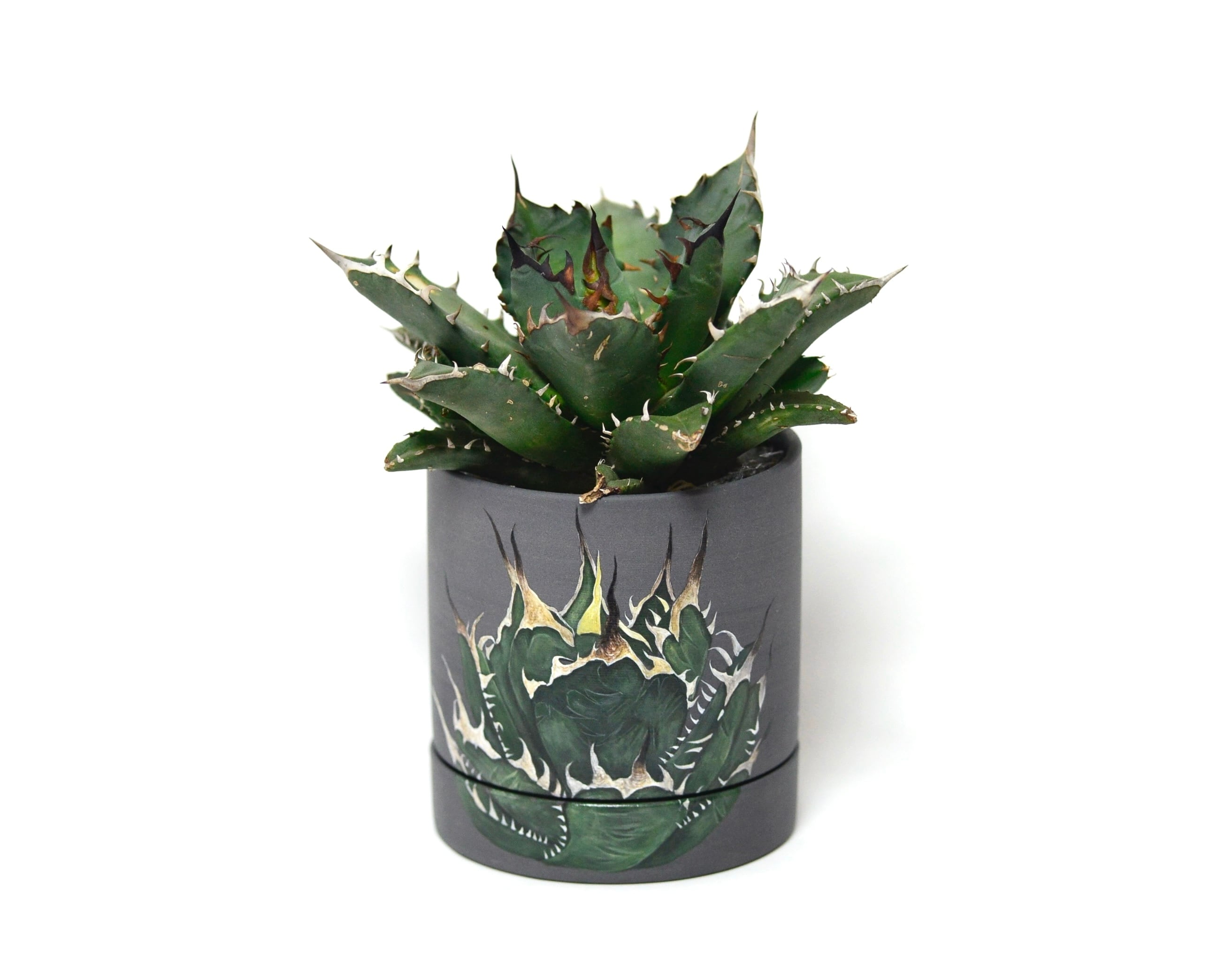 アガベ チタノタ ペイント鉢 | Saori Ohwada Online Shop