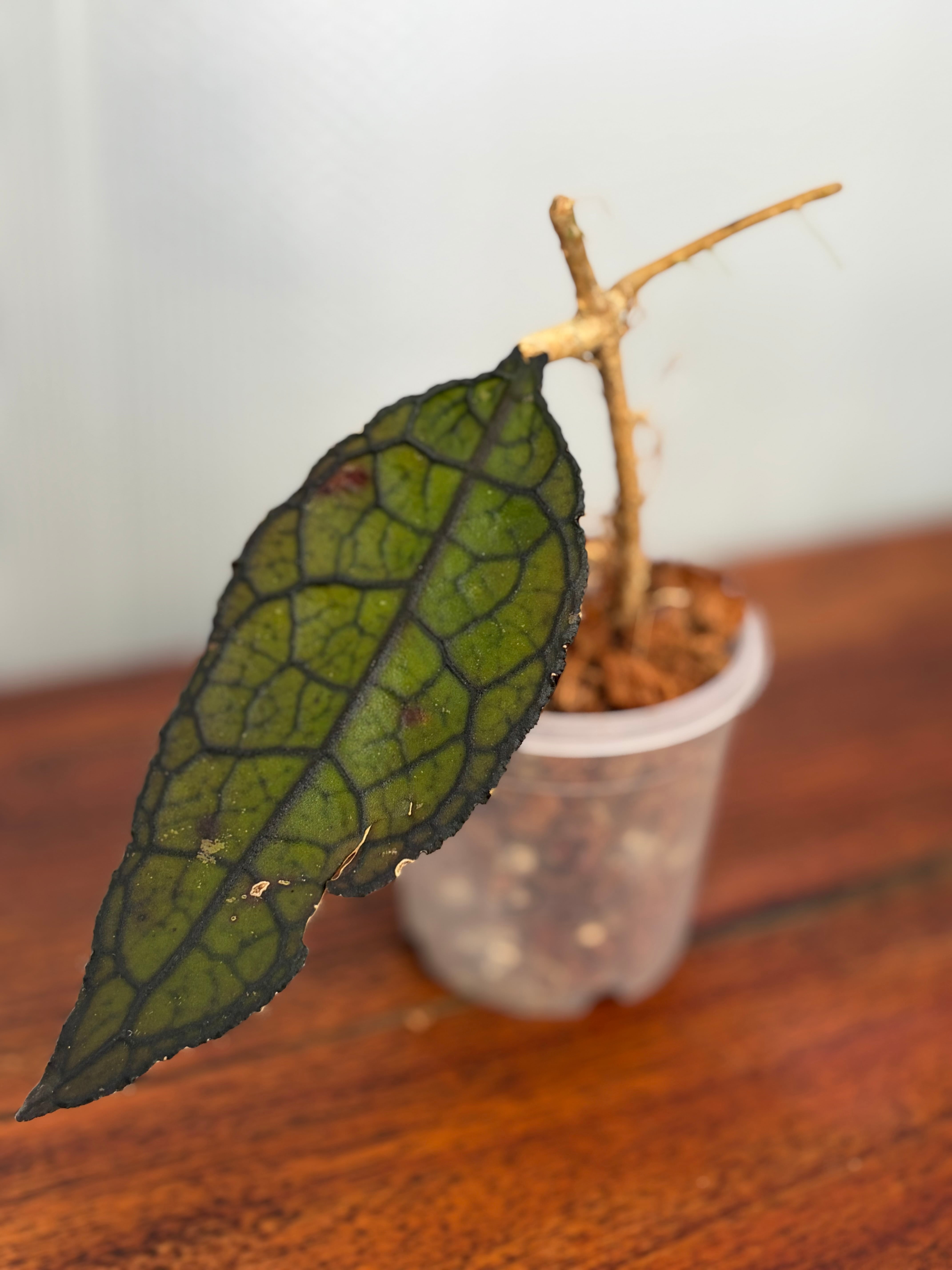 Hoya | BALI-AN 園芸