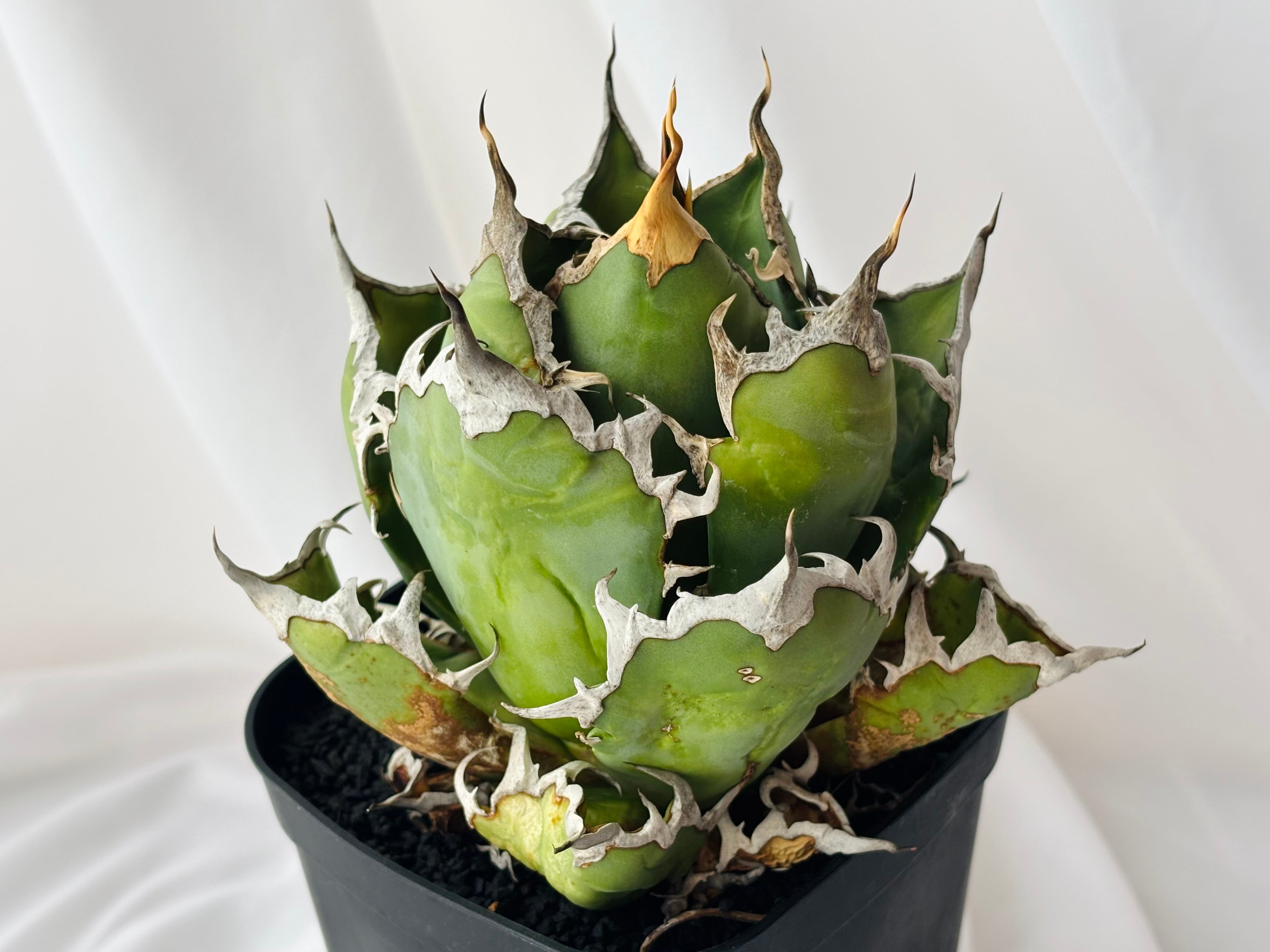 Agave titanota アガベ チタノタ FO76 多肉植物