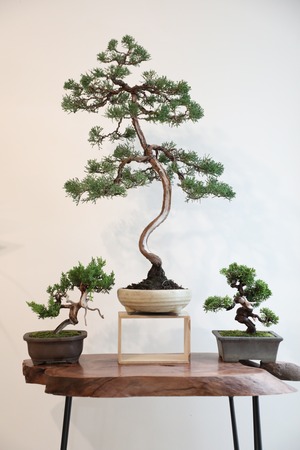 【M】糸魚川真柏 盆栽/Juniper Shimpaku 　※樹齢25年