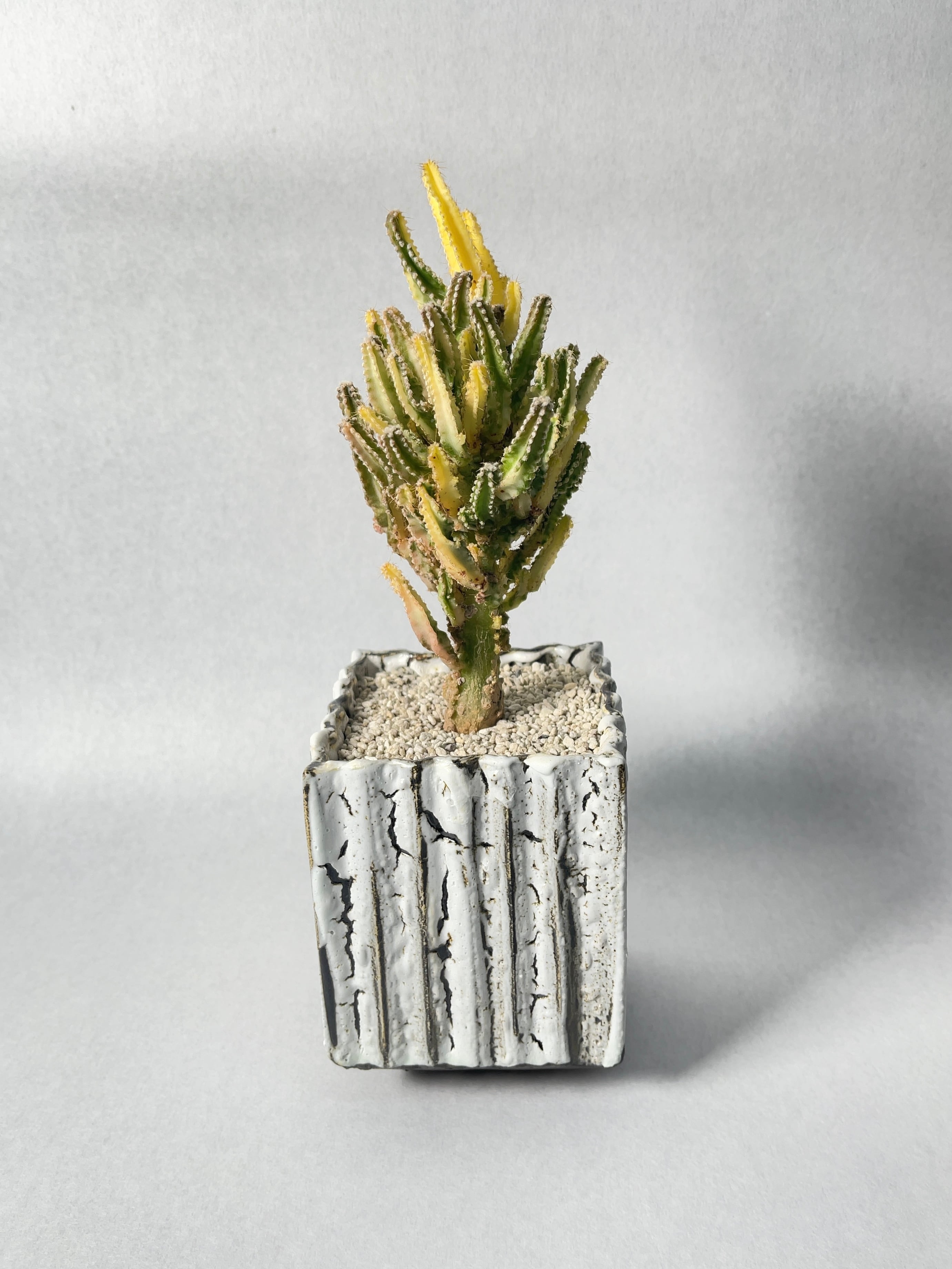 セレウス・ペルヴィアナス錦 | trigger