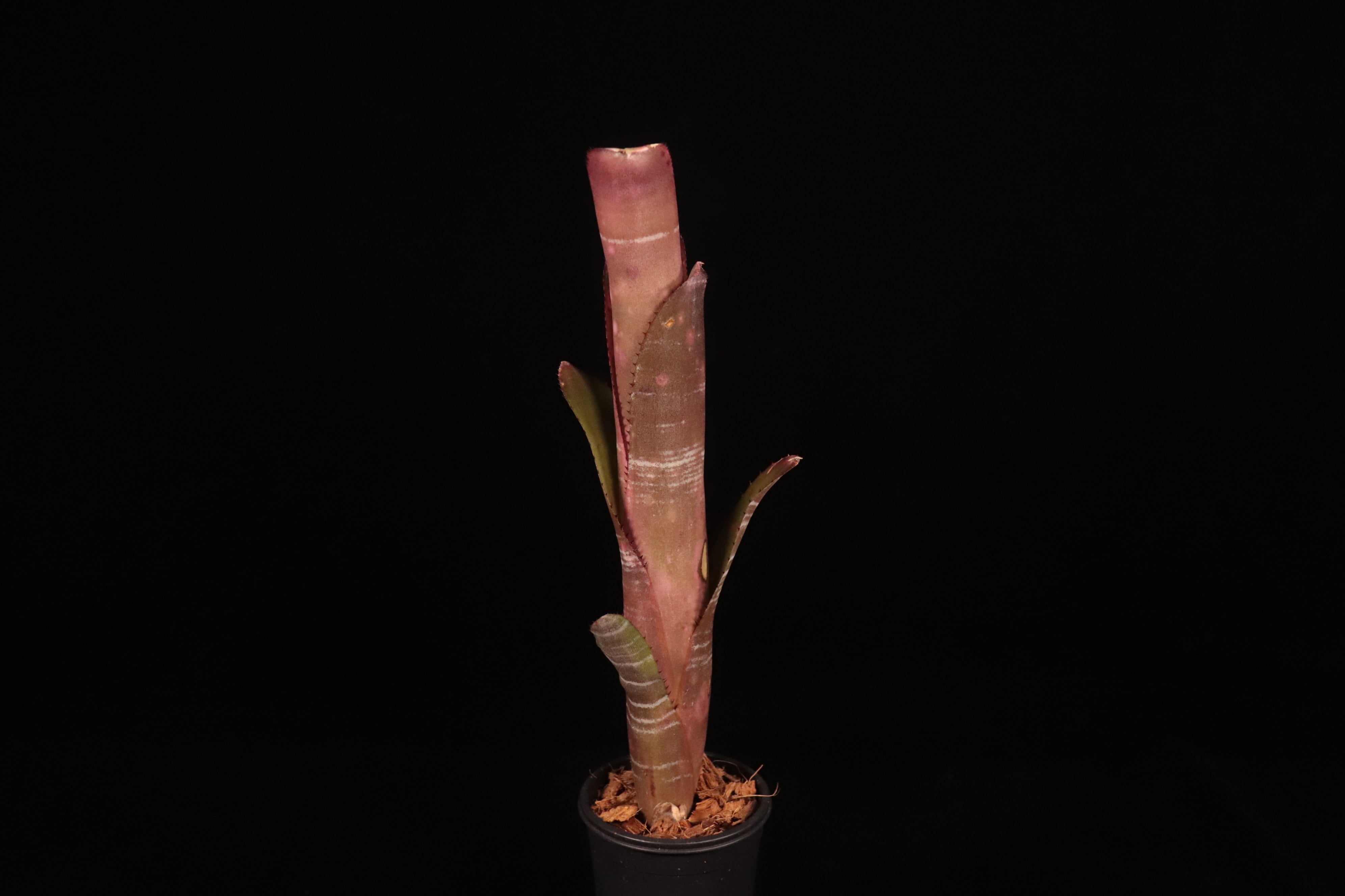 Billbergia 'Incendiary Delight'〔ビルベルギア〕B189-1 | plane plants