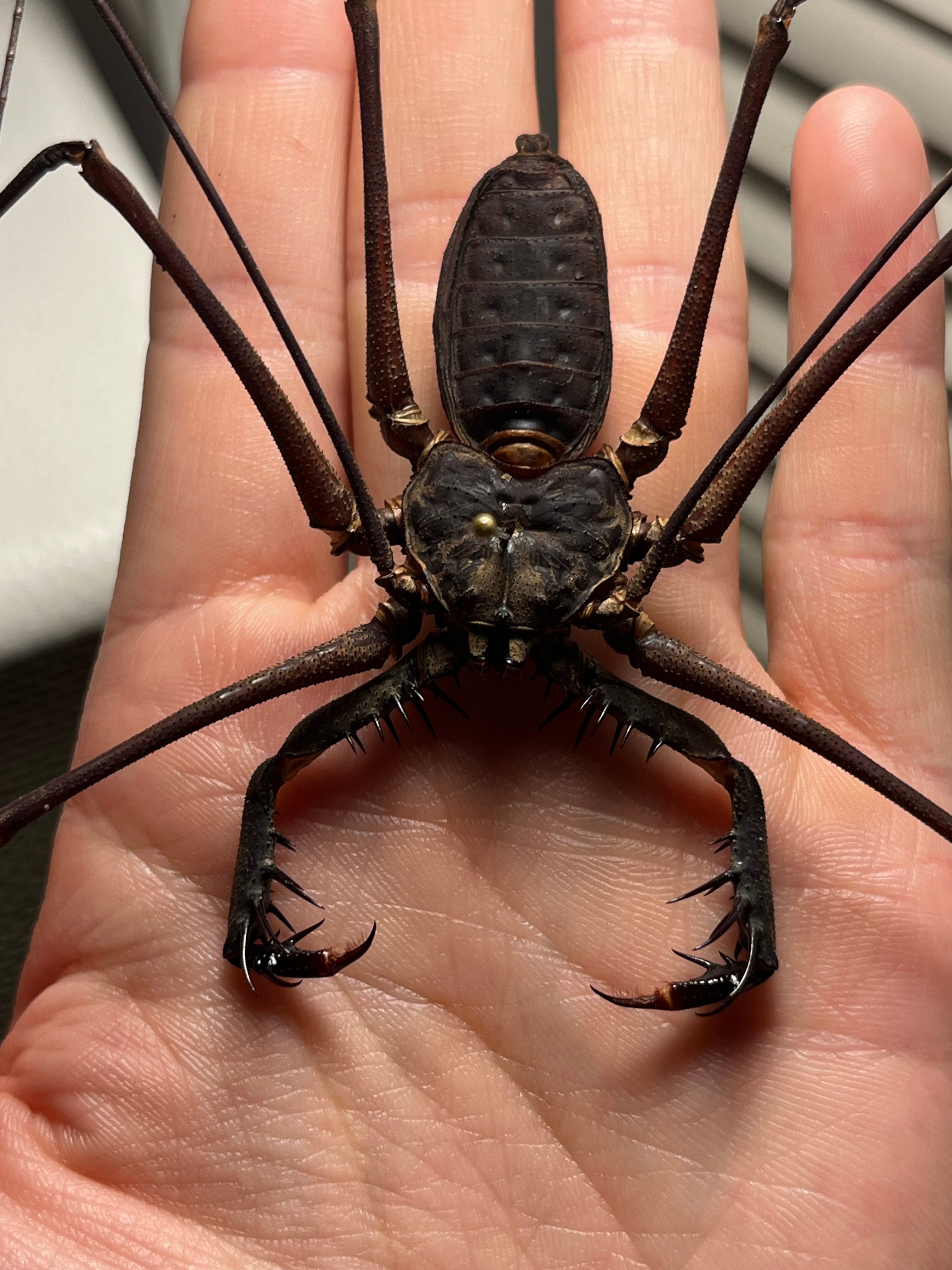 【腕虫最大級】Heterophrynus sp.ウデムシ 標本 ヒヨケムシ 腕虫最大級】Heterophrynus sp.ウデムシ 標本 ヒヨケムシ 三大奇蟲