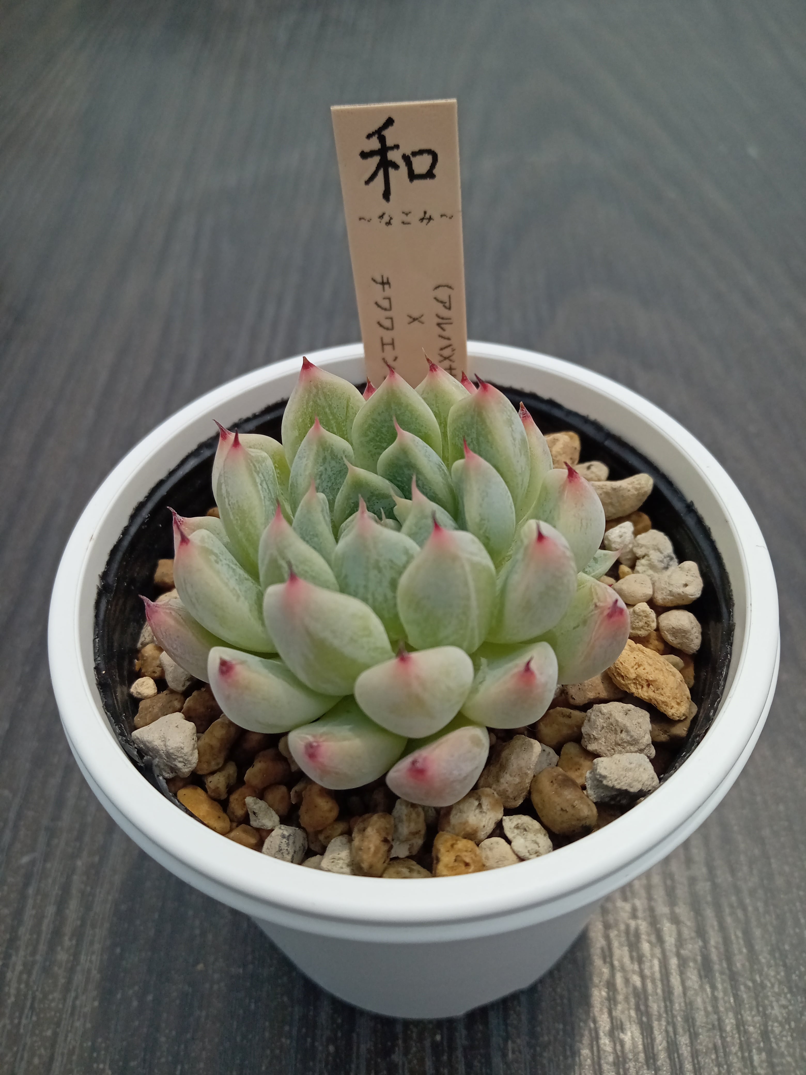 ハートチョイス☓ストリクチフローラノヴァ | 多肉植物 和〜なごみ〜